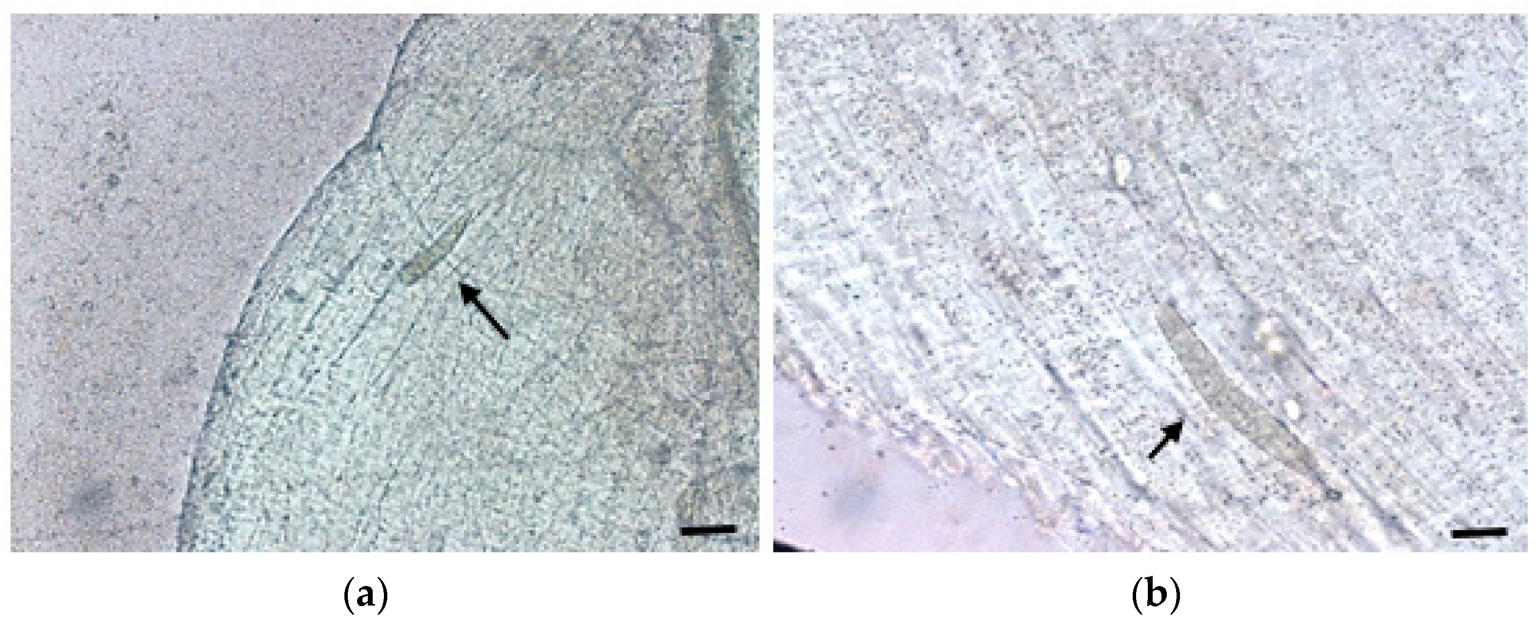 Vetsci 11 00103 g004 Vetsci 11 00103 g004