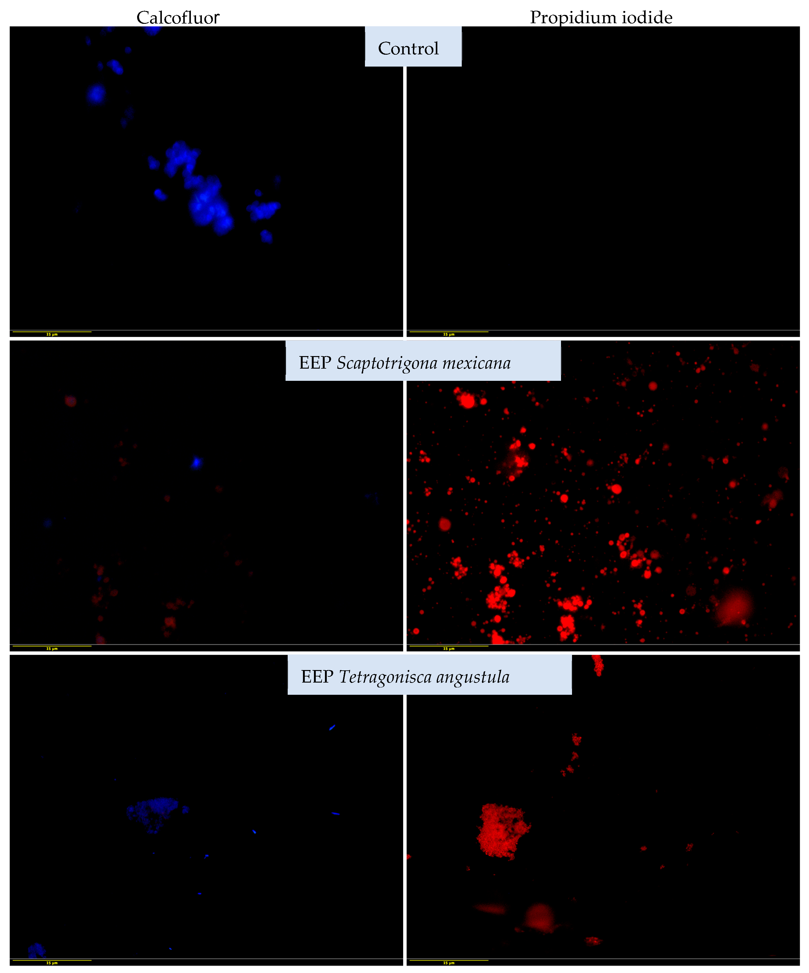 Vetsci 11 00106 g003