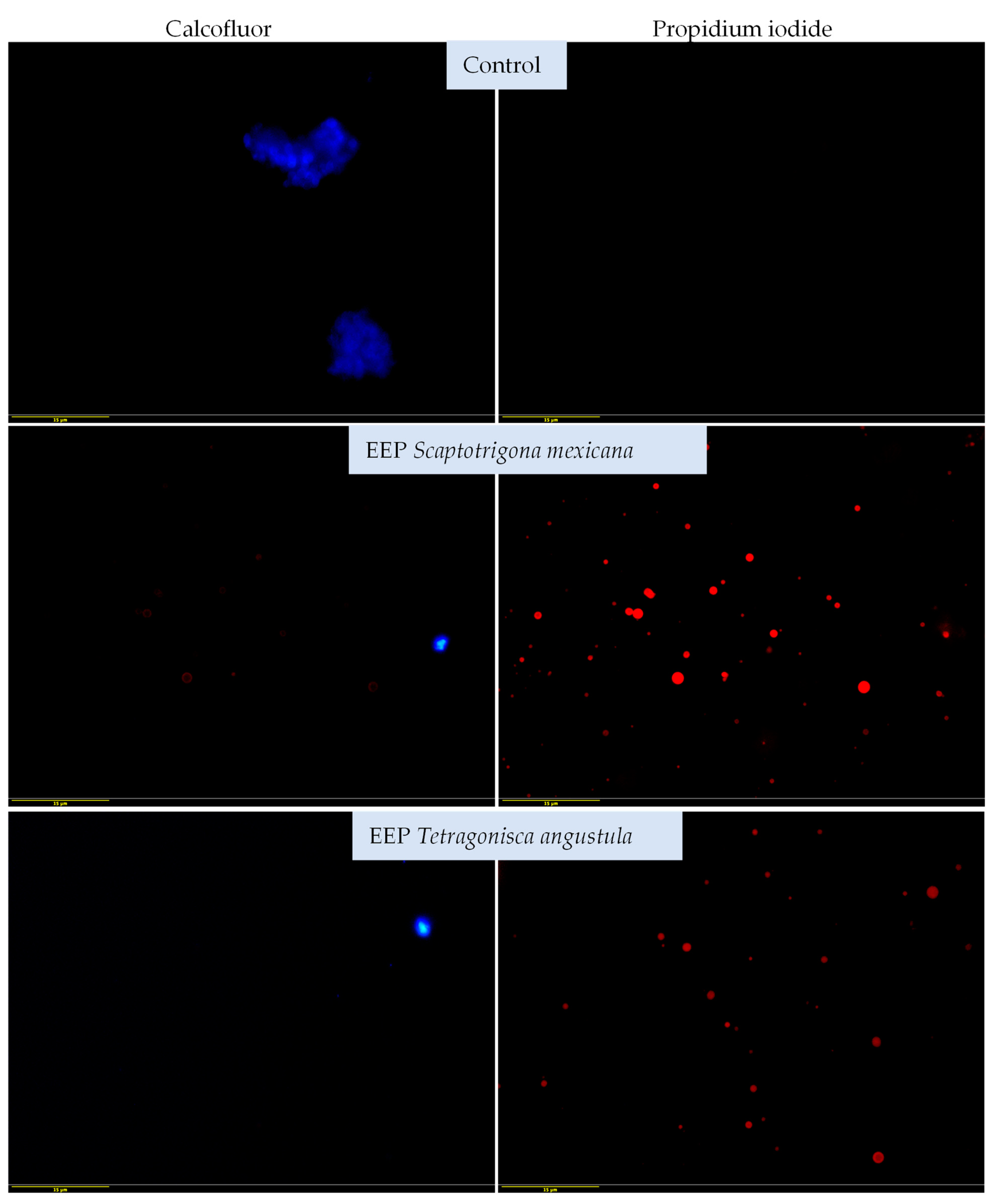 Vetsci 11 00106 g004