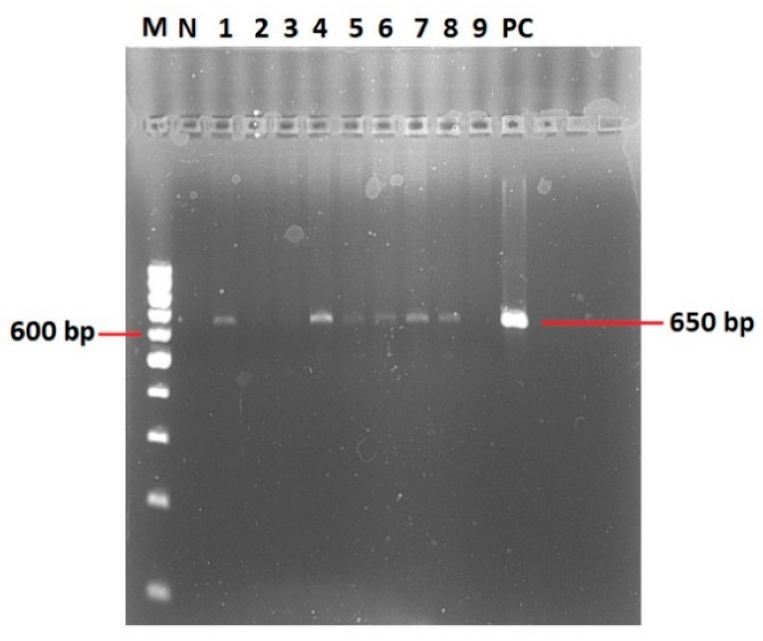 Vetsci 11 00123 g003