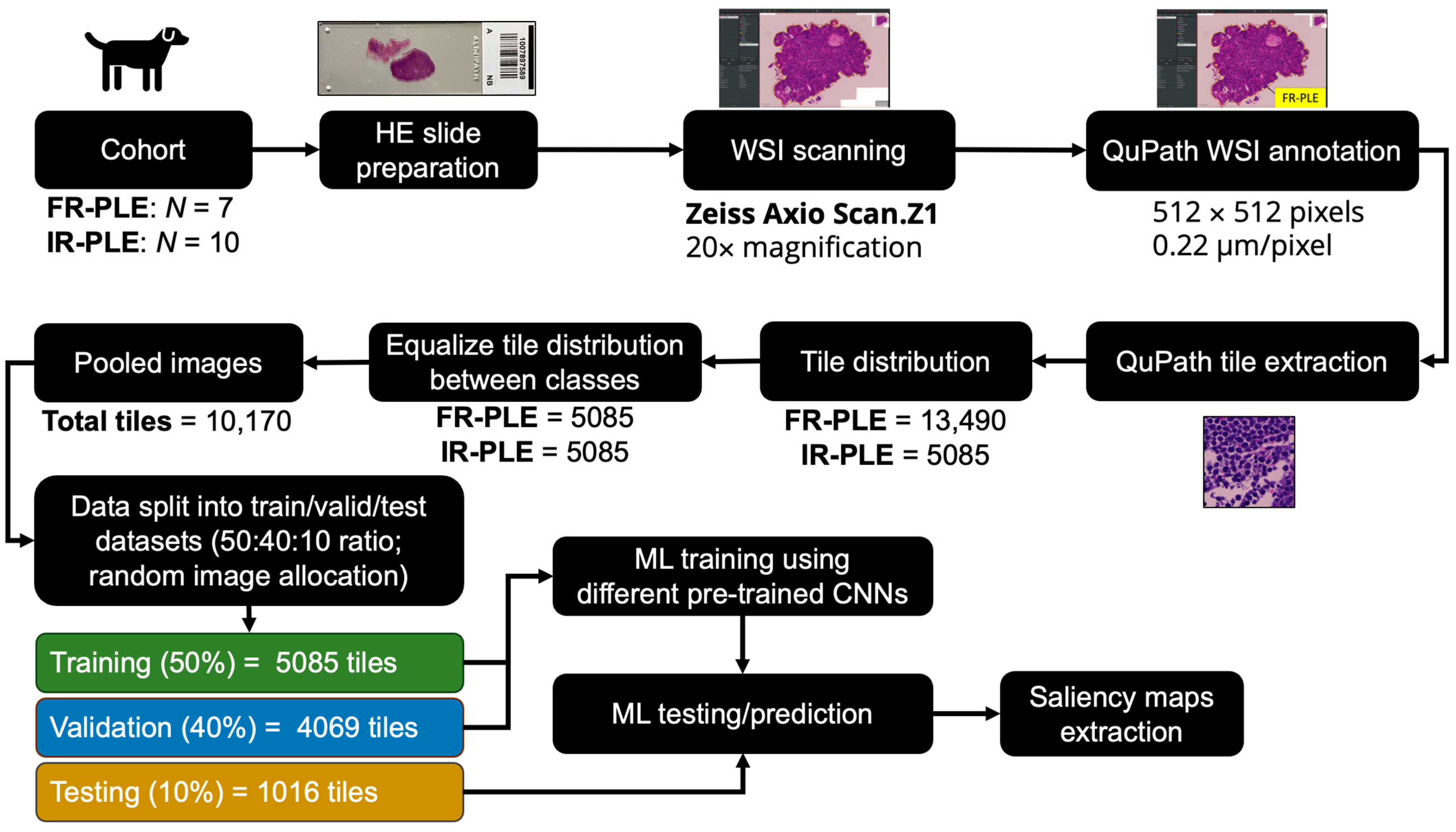 Vetsci 11 00129 g002