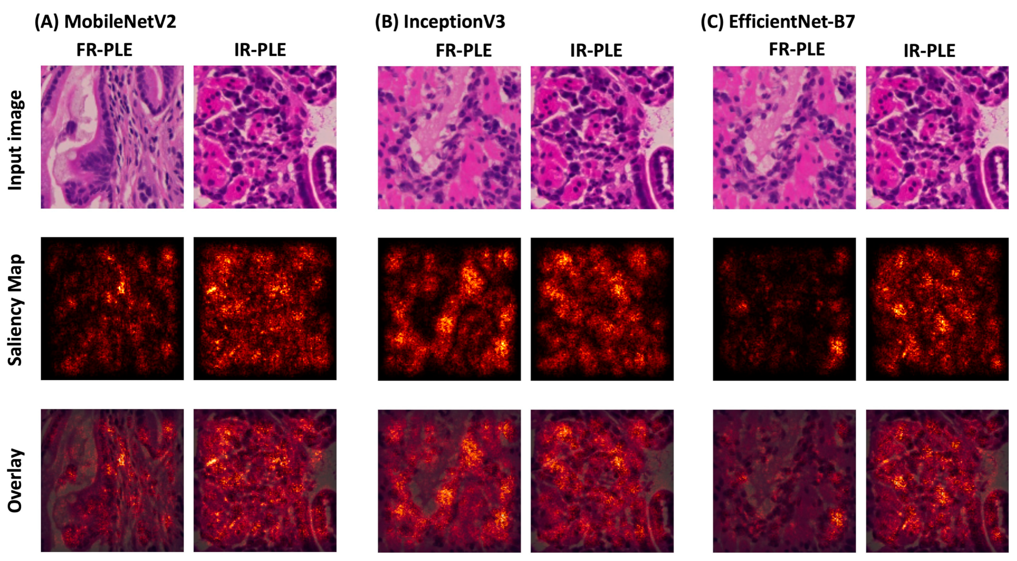 Vetsci 11 00129 g005