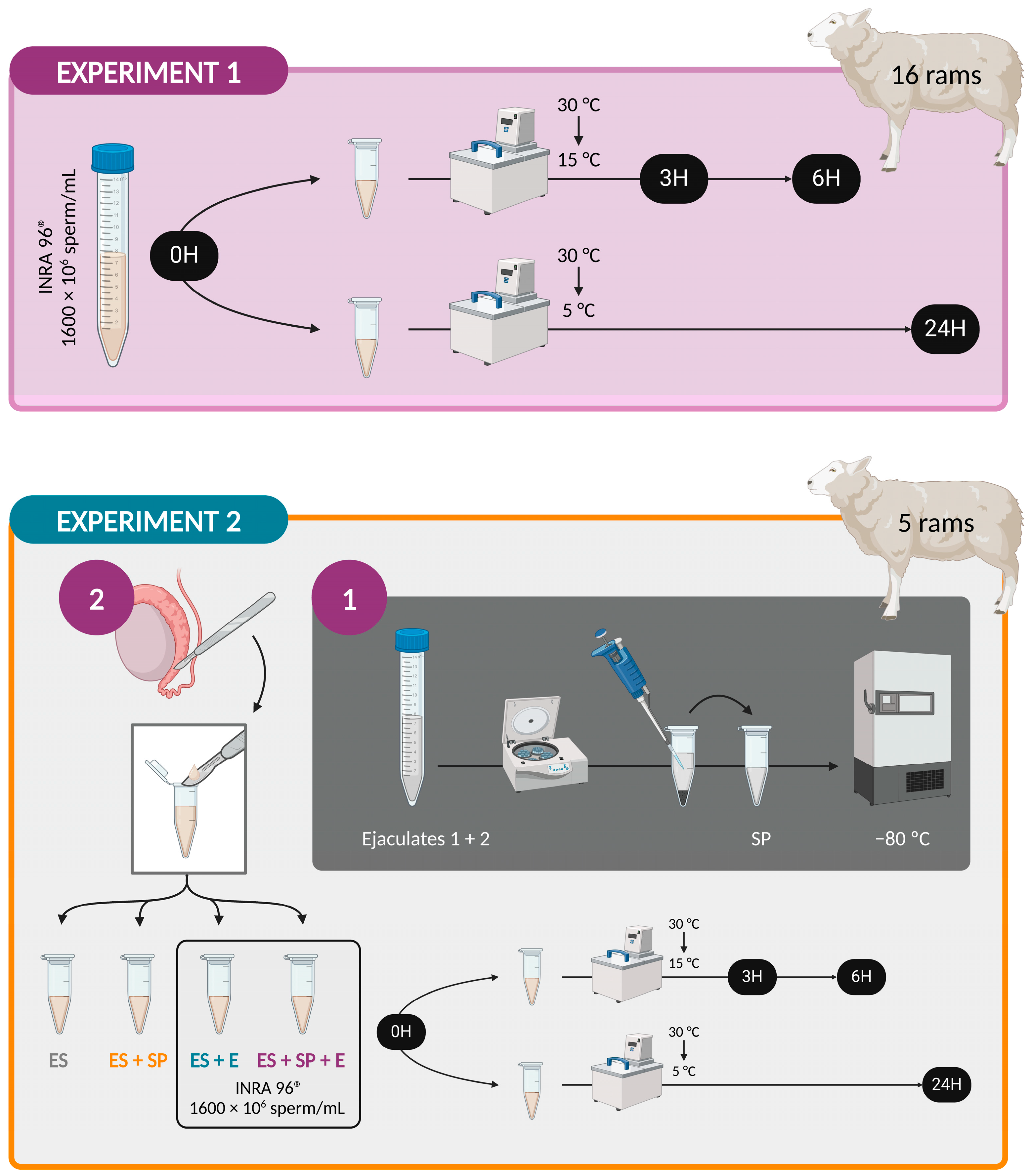 Vetsci 11 00132 g001