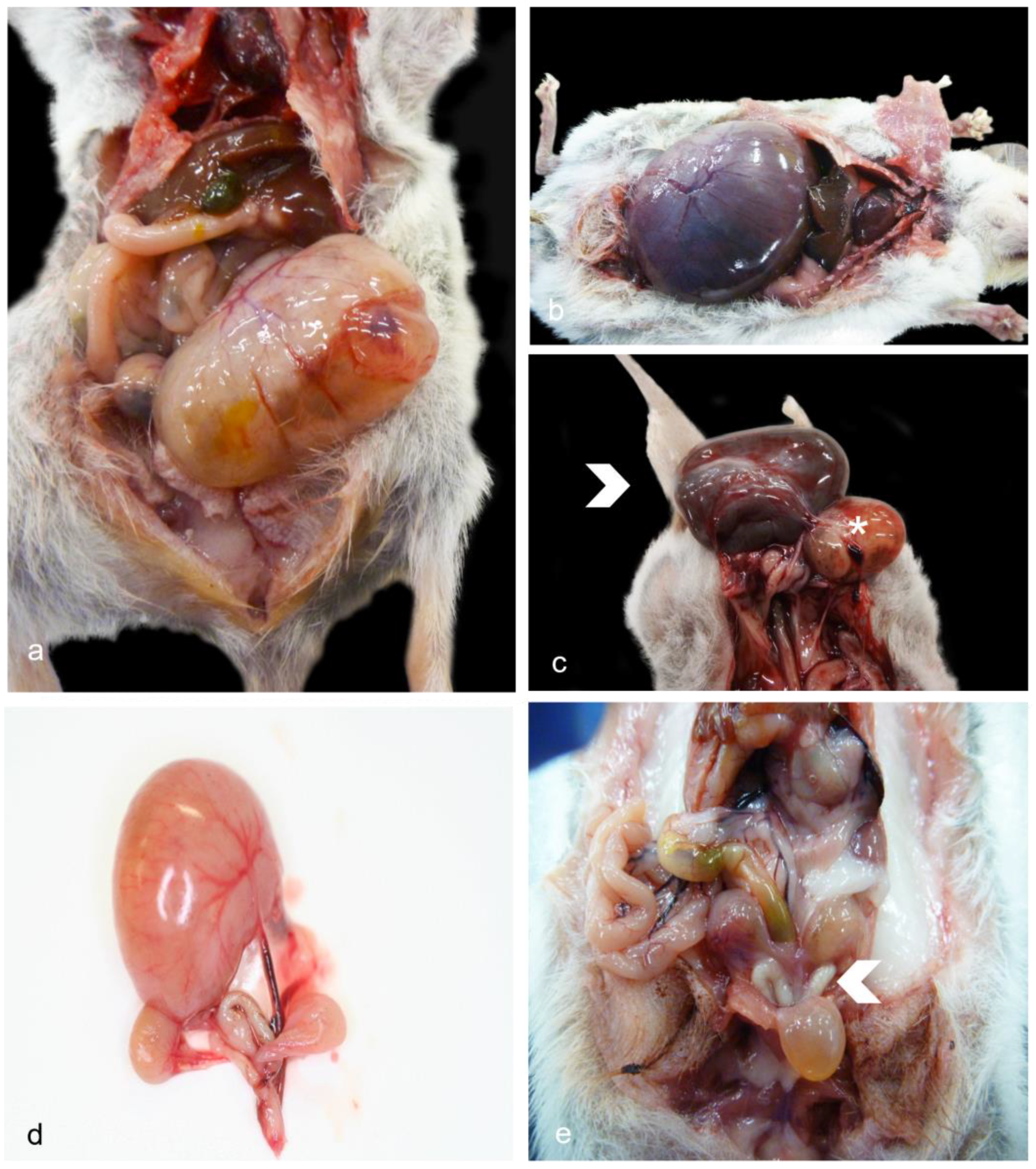 Vetsci 11 00142 g001 Vetsci 11 00142 g001