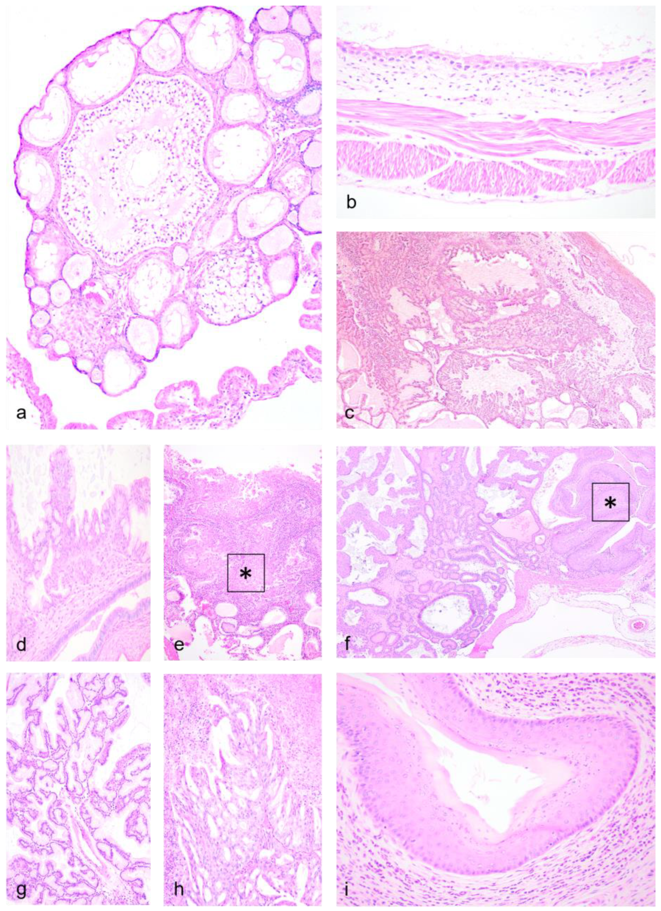 Vetsci 11 00142 g002 Vetsci 11 00142 g002
