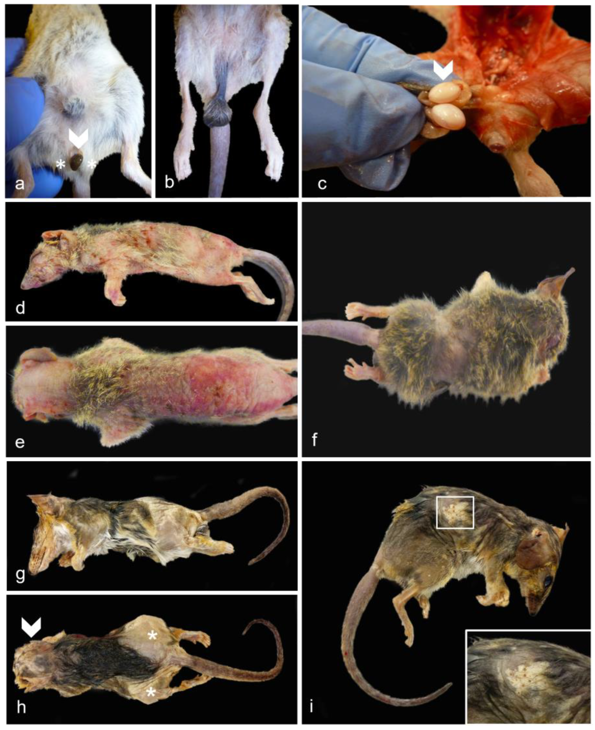 Vetsci 11 00142 g003 Vetsci 11 00142 g003