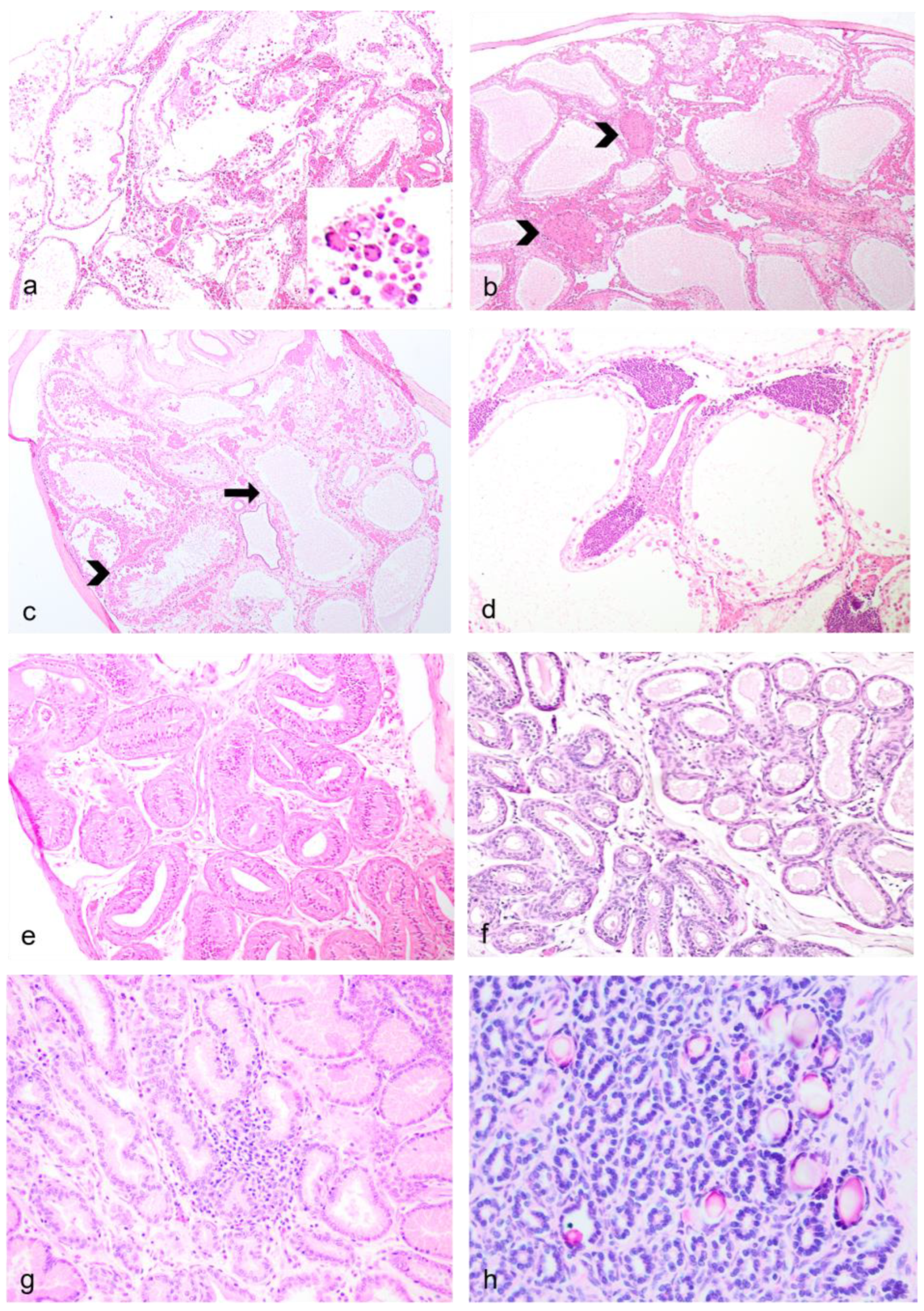 Vetsci 11 00142 g004 Vetsci 11 00142 g004