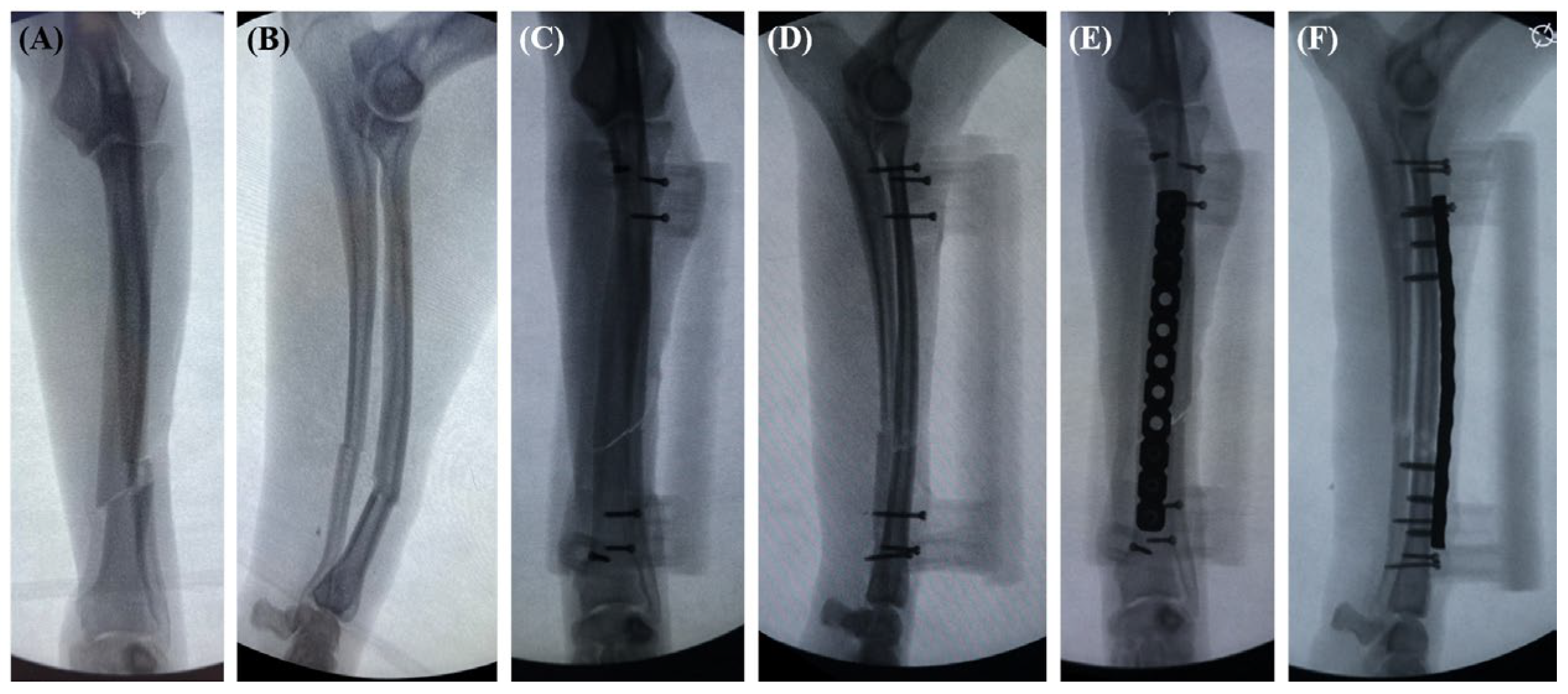 Vetsci 11 00145 g005
