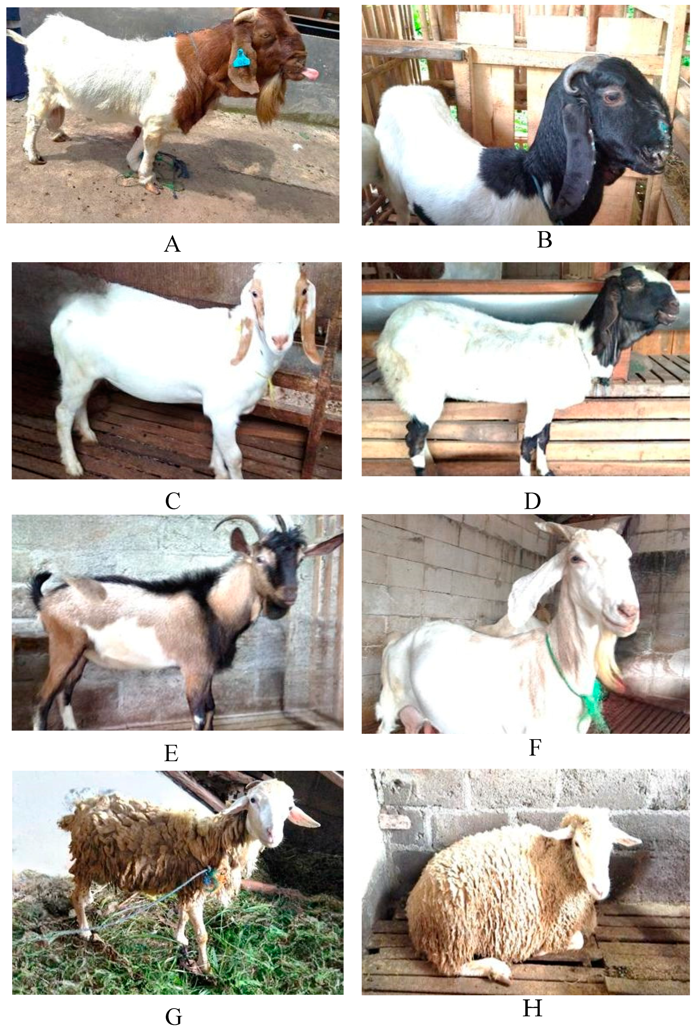 Vetsci 11 00162 g002