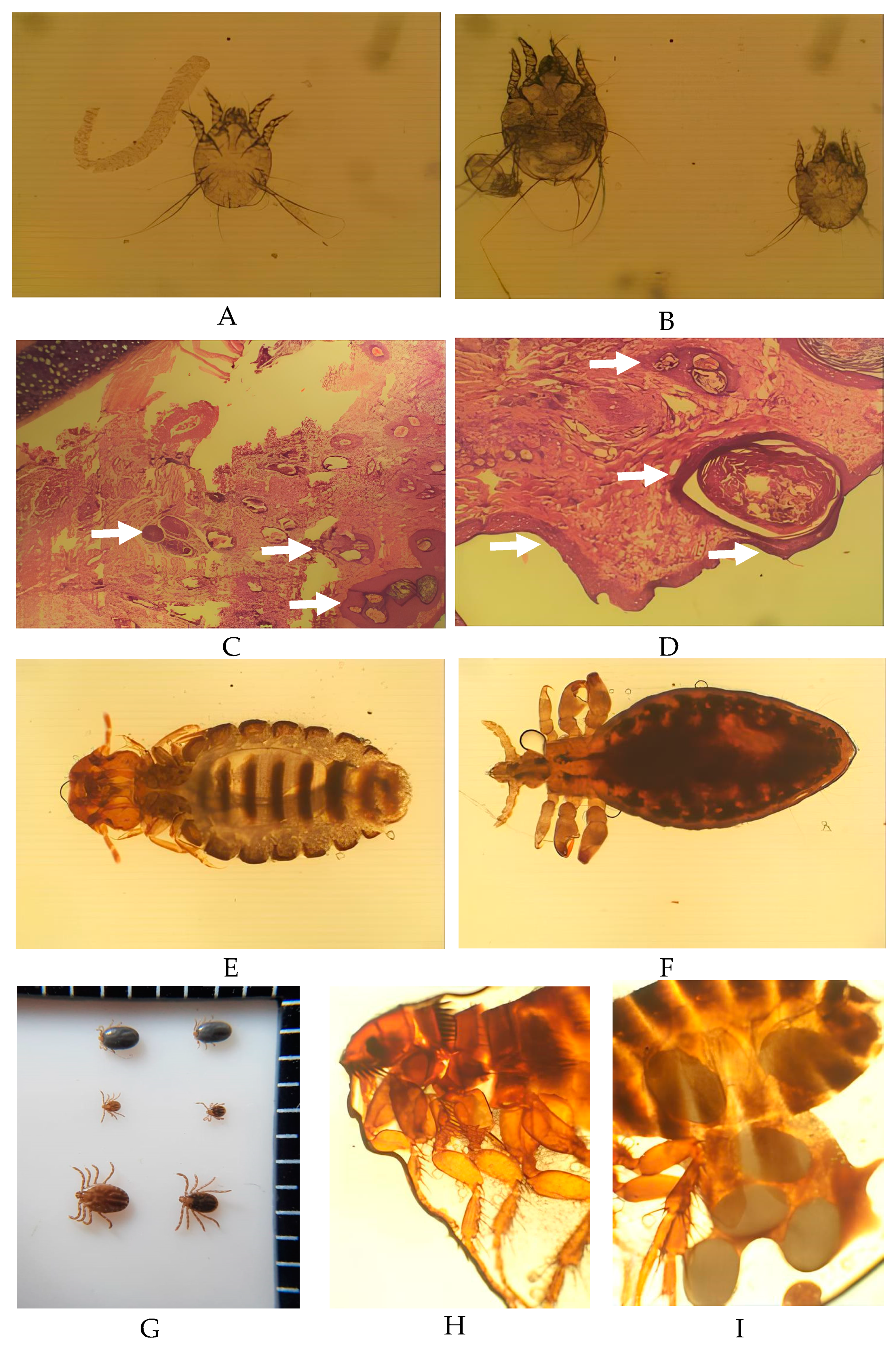 Vetsci 11 00162 g004