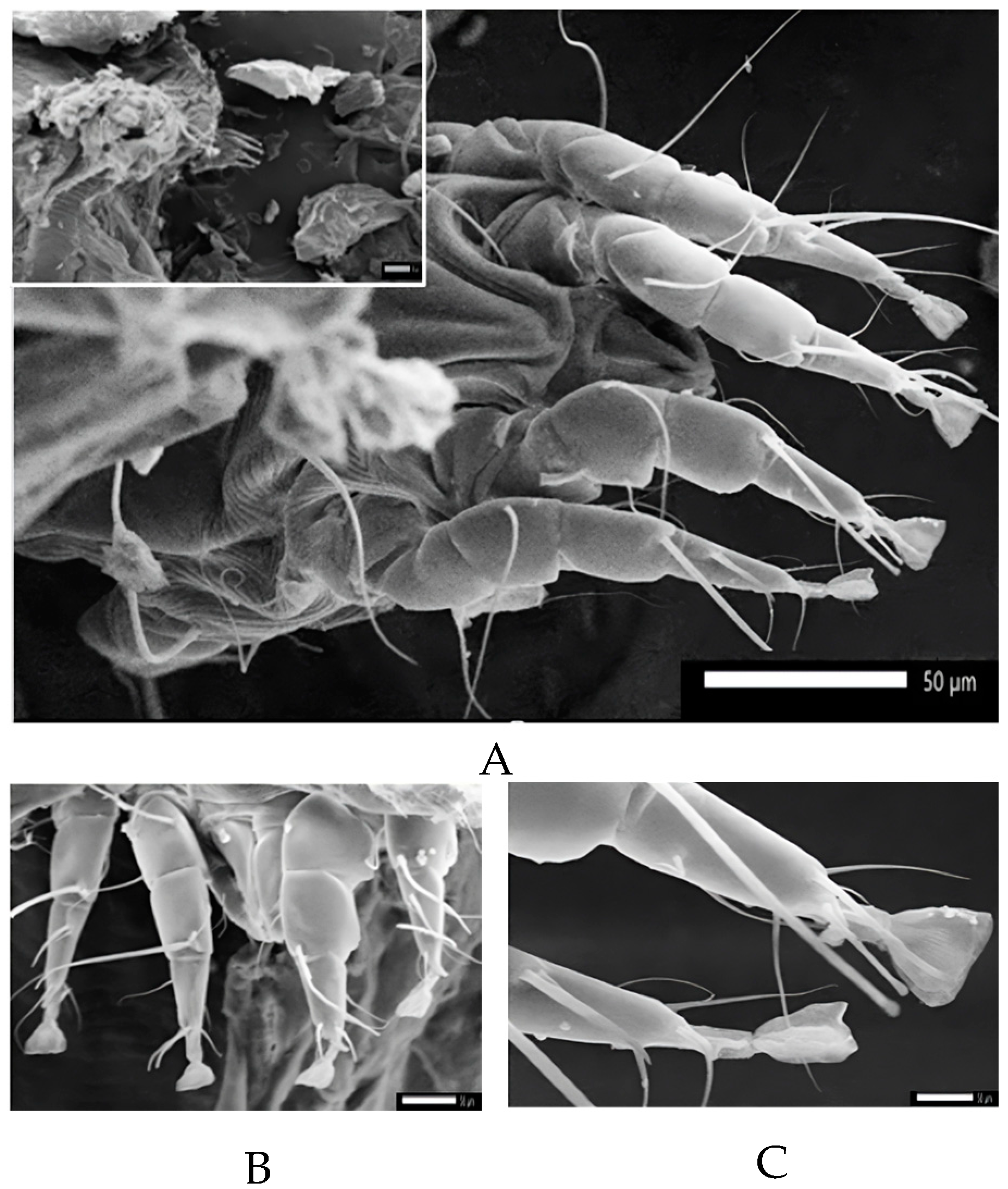 Vetsci 11 00162 g005