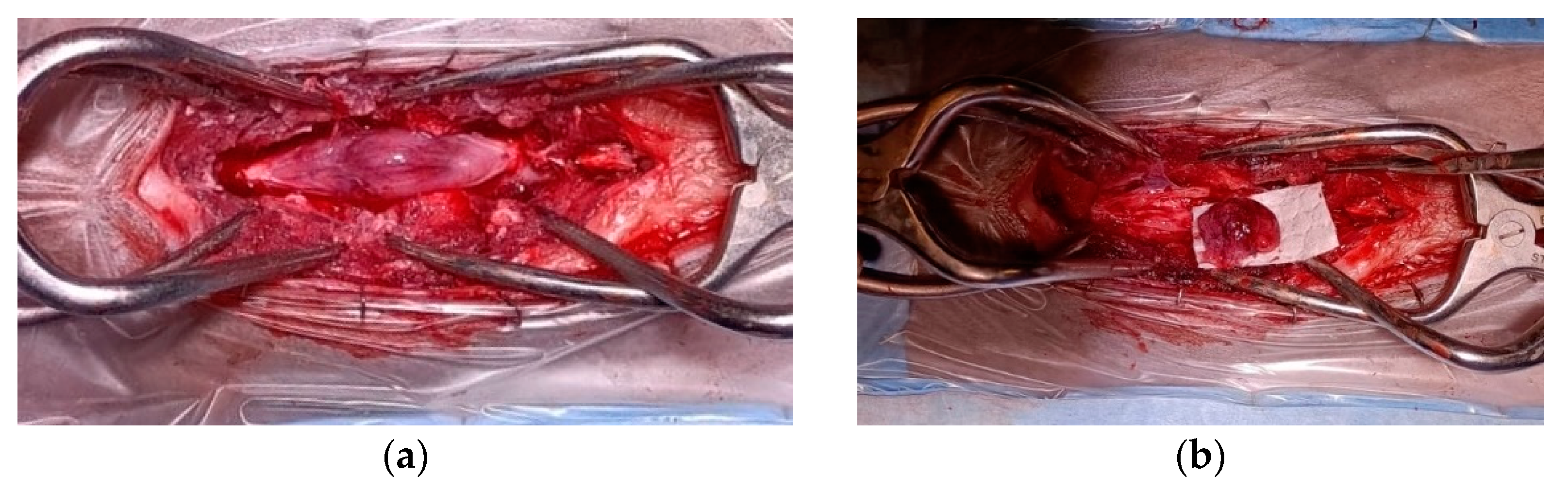 Vetsci 11 00177 g002