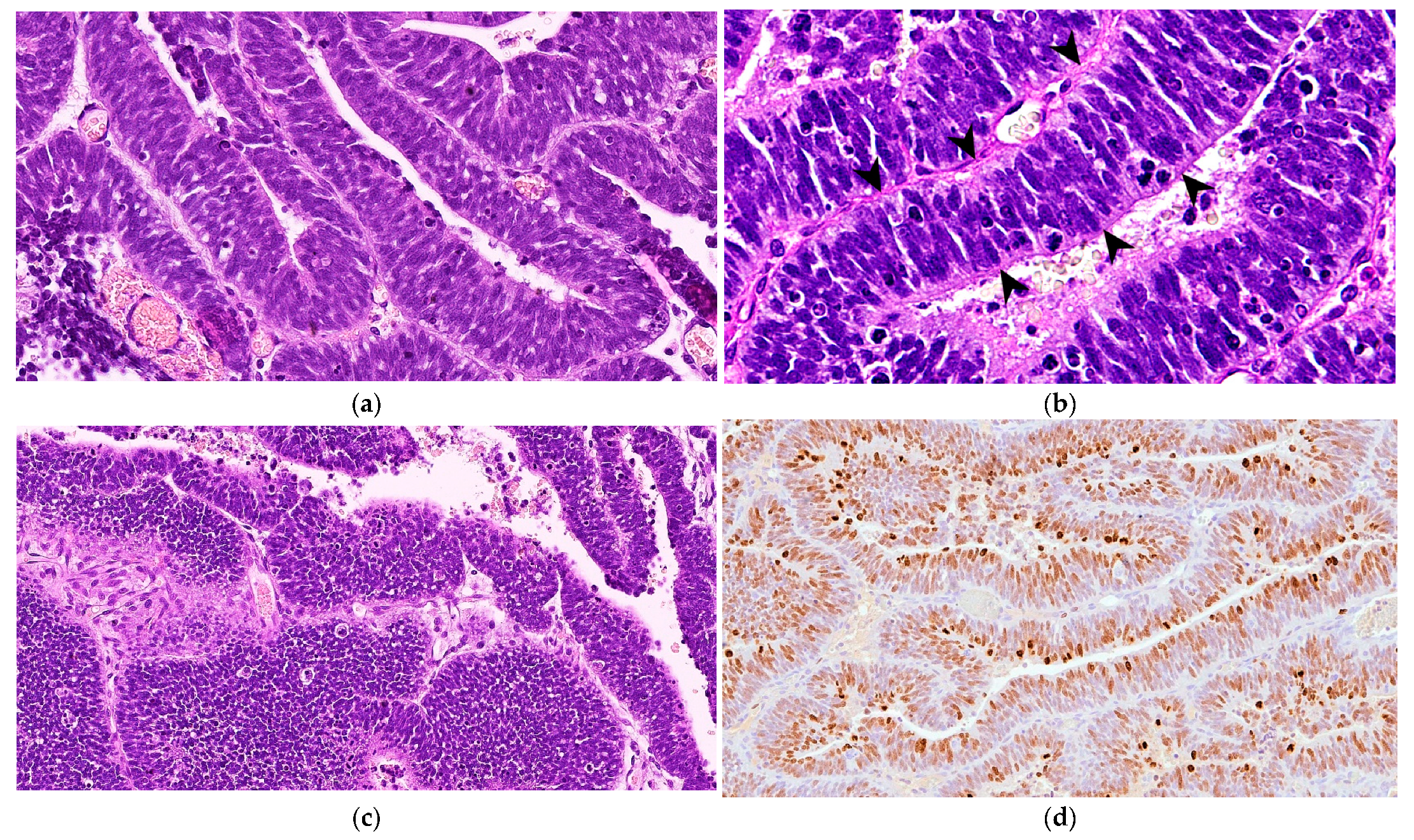 Vetsci 11 00177 g003