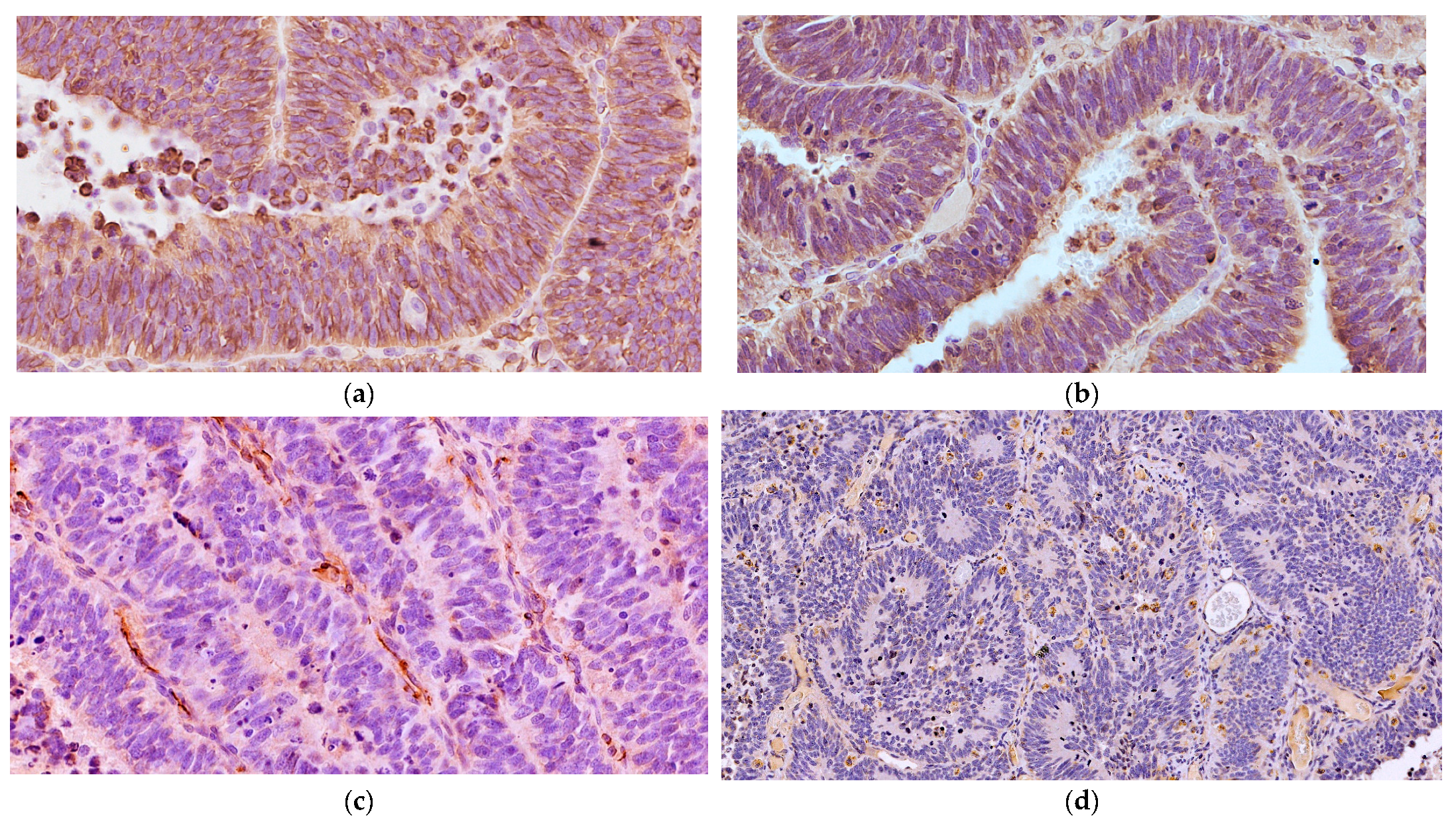 Vetsci 11 00177 g004