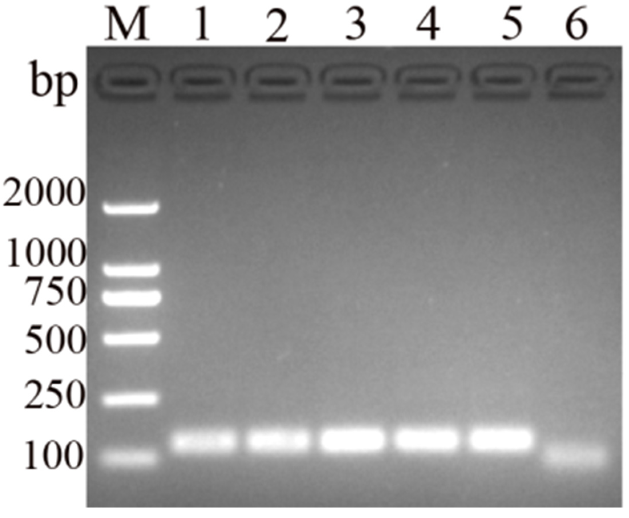 Vetsci 11 00191 g002 Vetsci 11 00191 g002