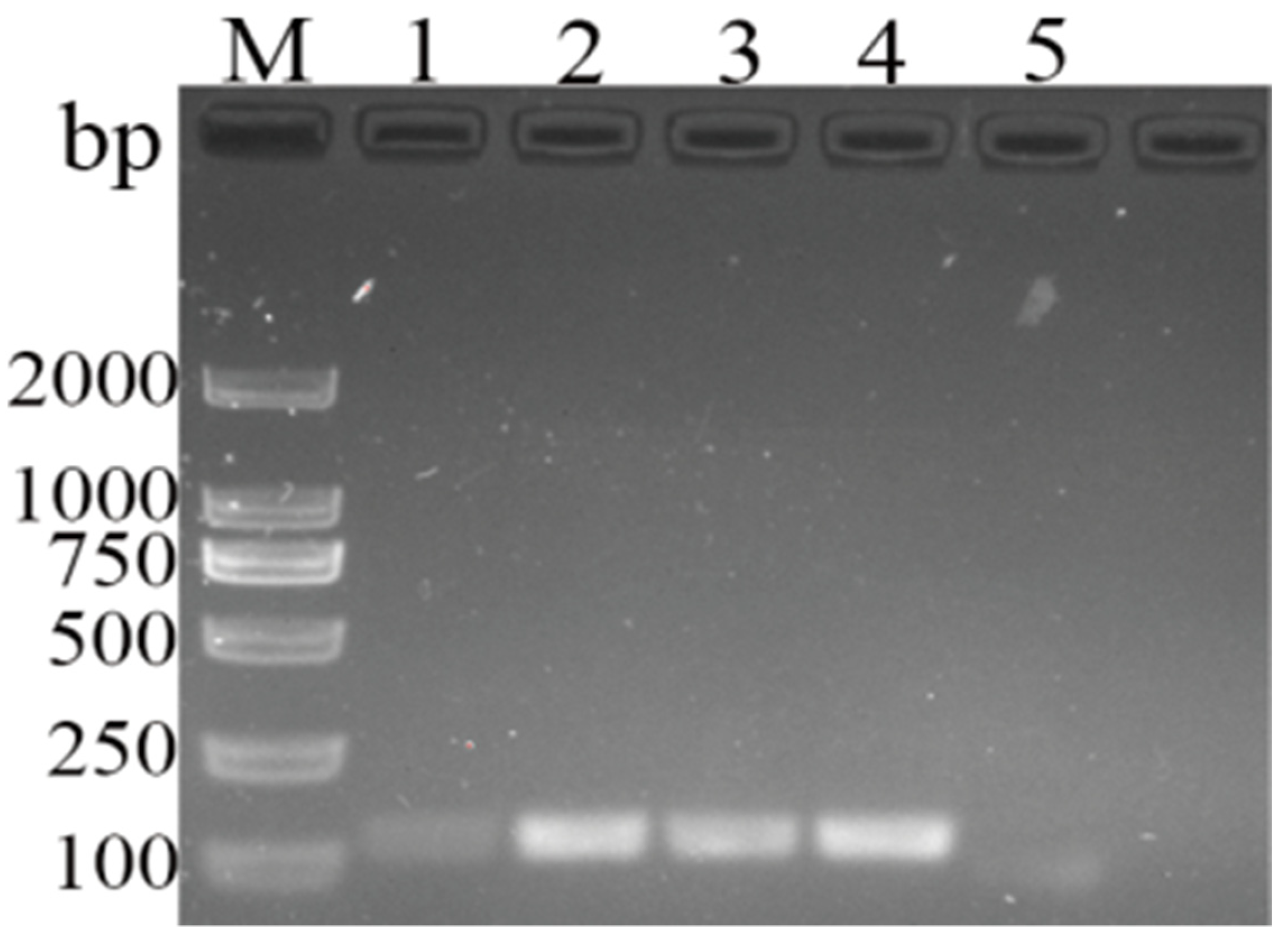 Vetsci 11 00191 g003 Vetsci 11 00191 g003