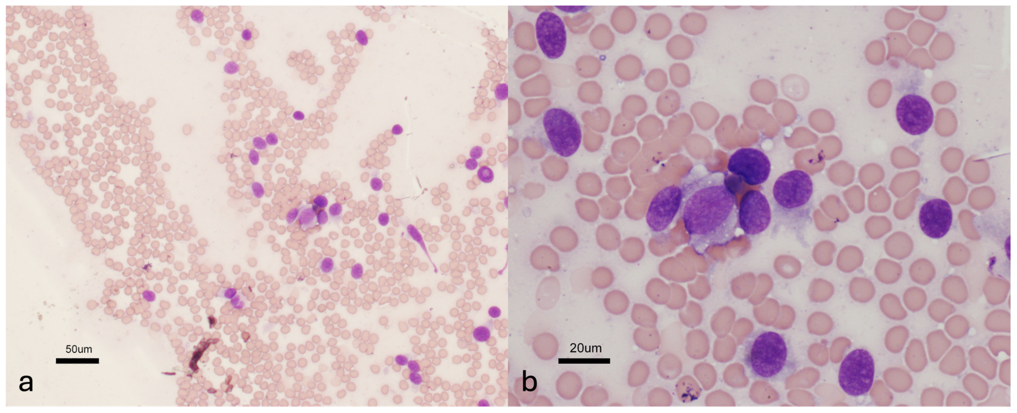 Vetsci 11 00192 g002 Vetsci 11 00192 g002