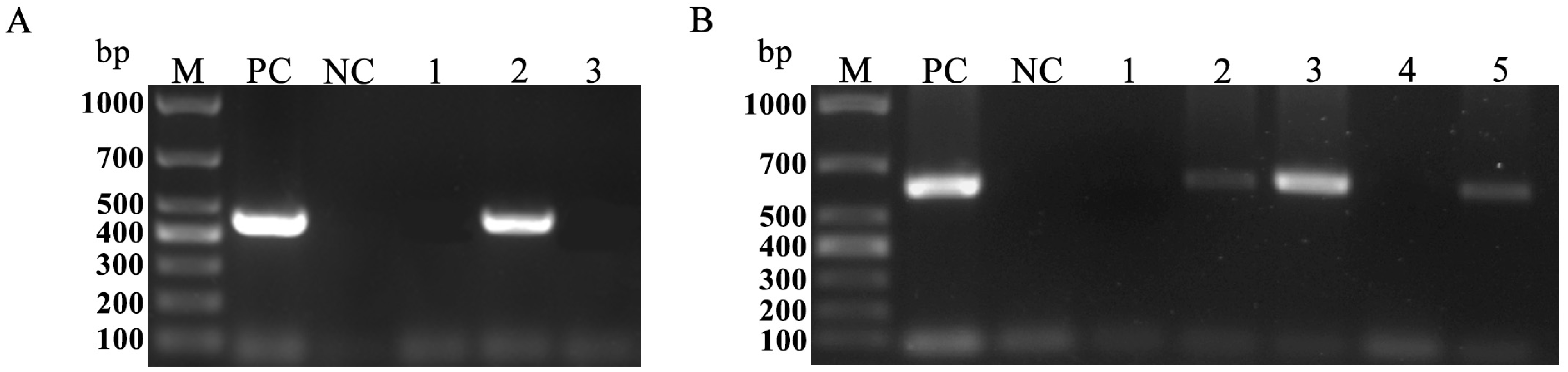 Vetsci 11 00203 g001