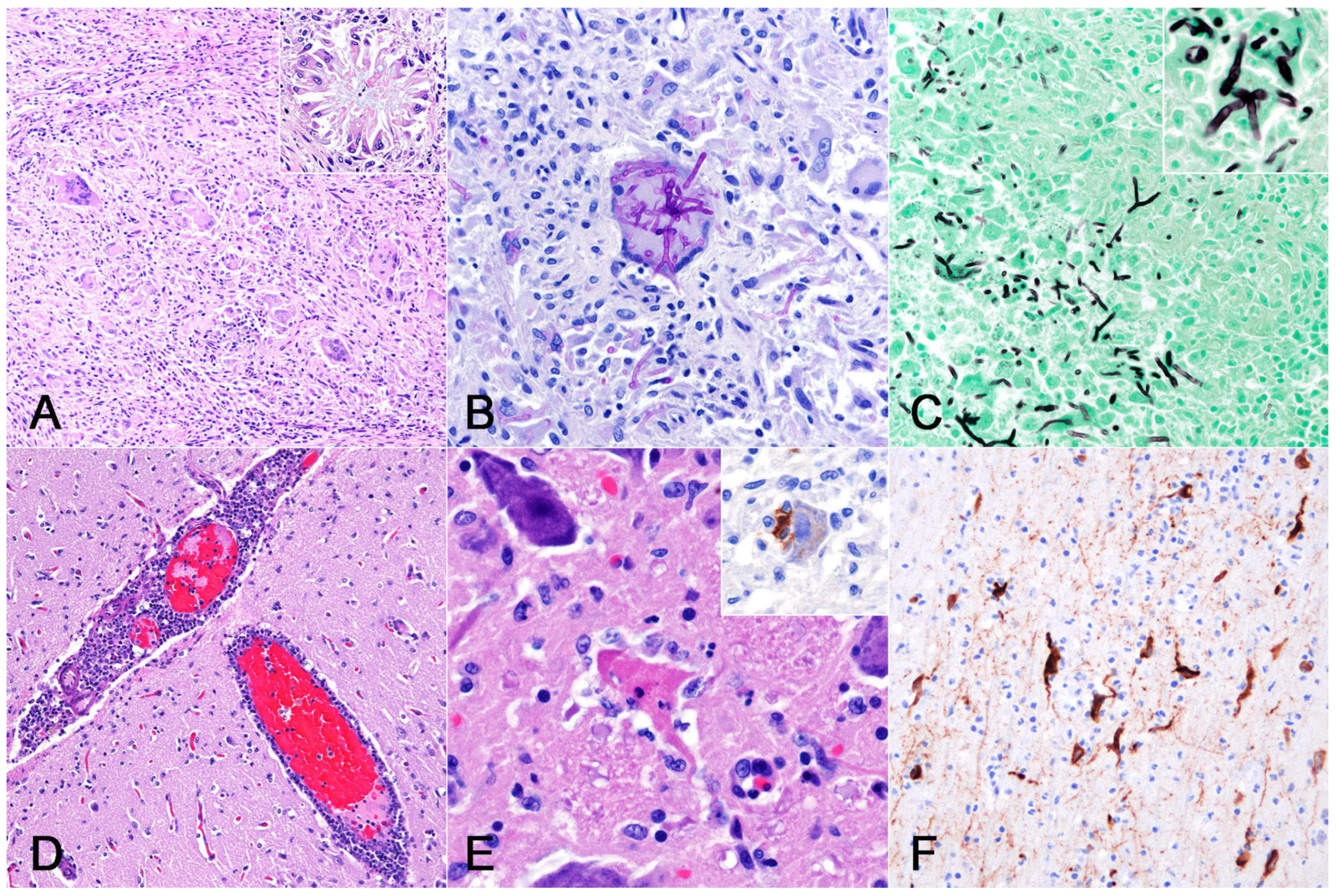 Vetsci 11 00215 g002 Vetsci 11 00215 g002