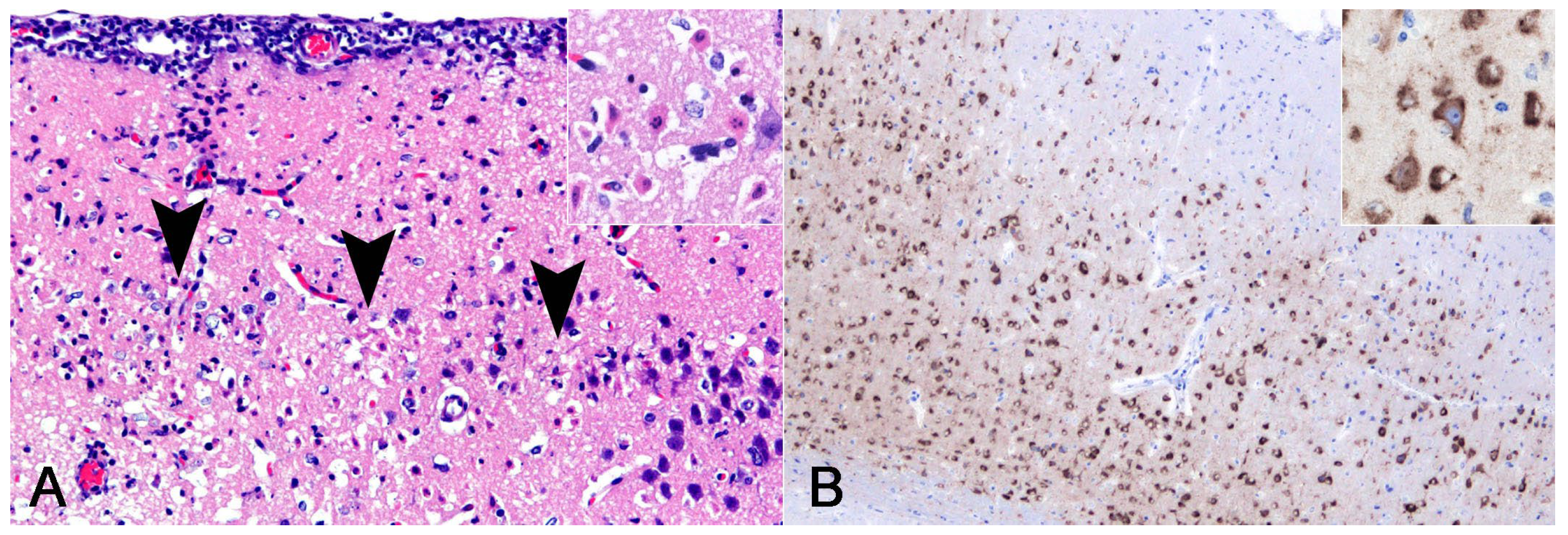 Vetsci 11 00215 g005 Vetsci 11 00215 g005