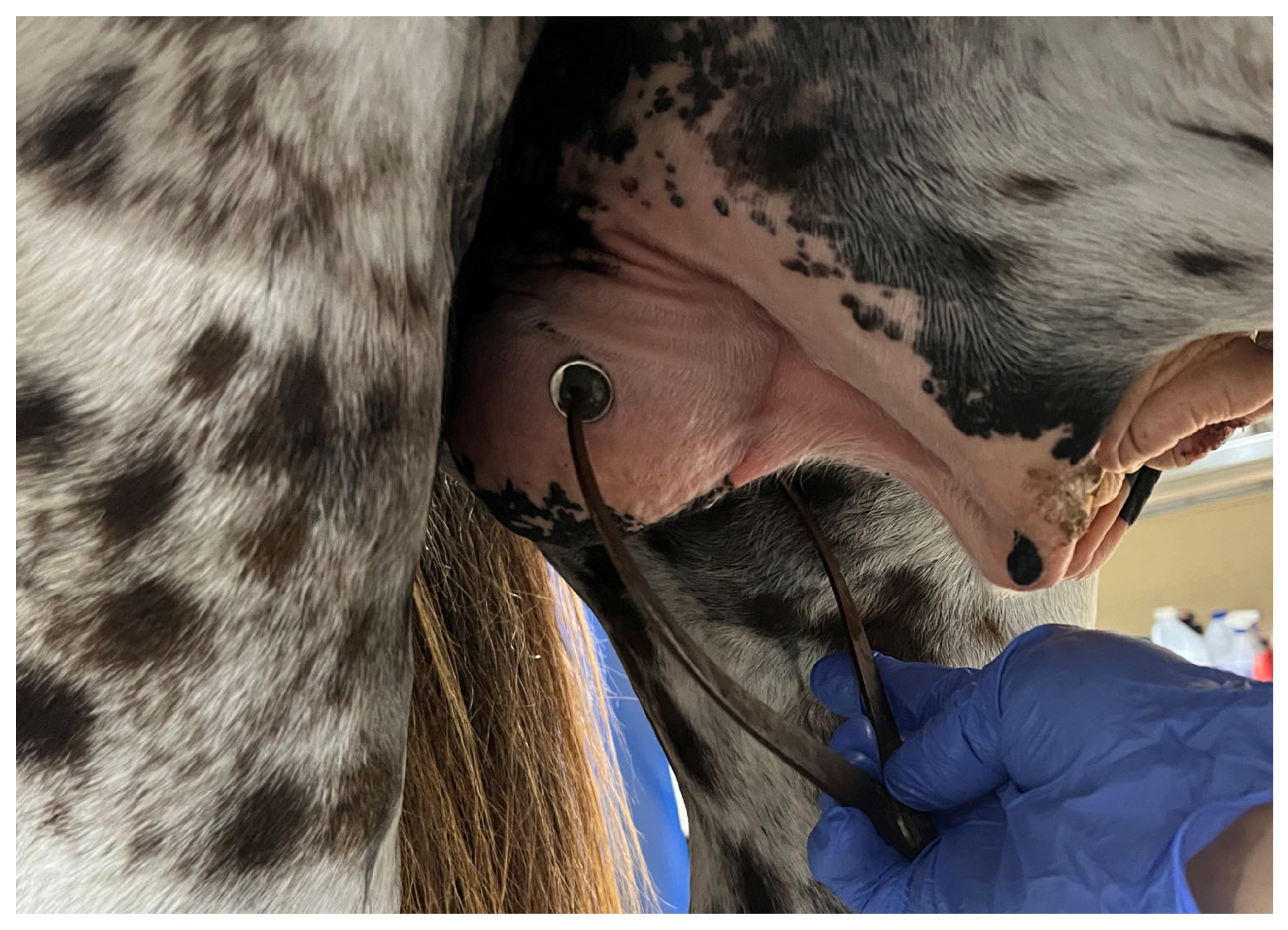 Diagnostic Approach to Equine Testicular Disorders | MDPI