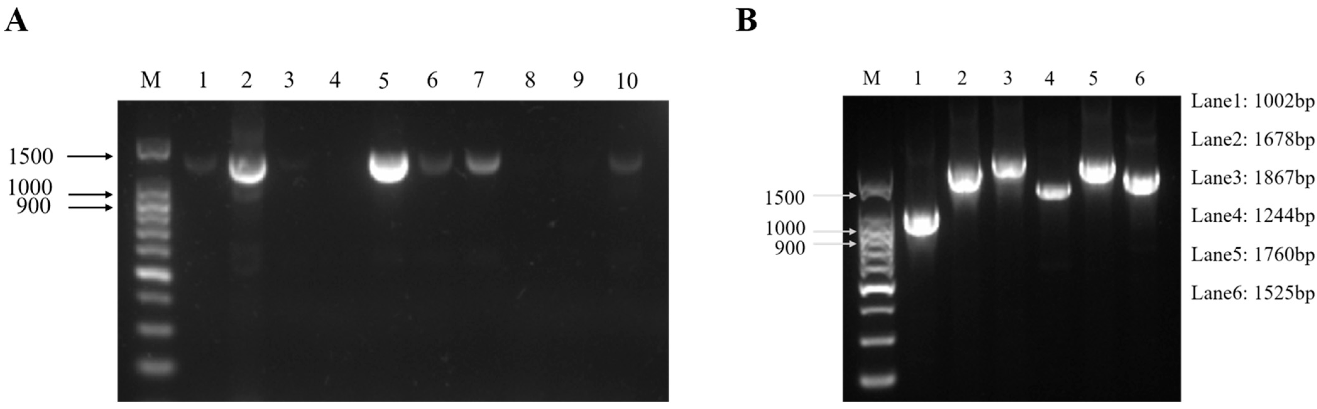 Vetsci 11 00248 g001