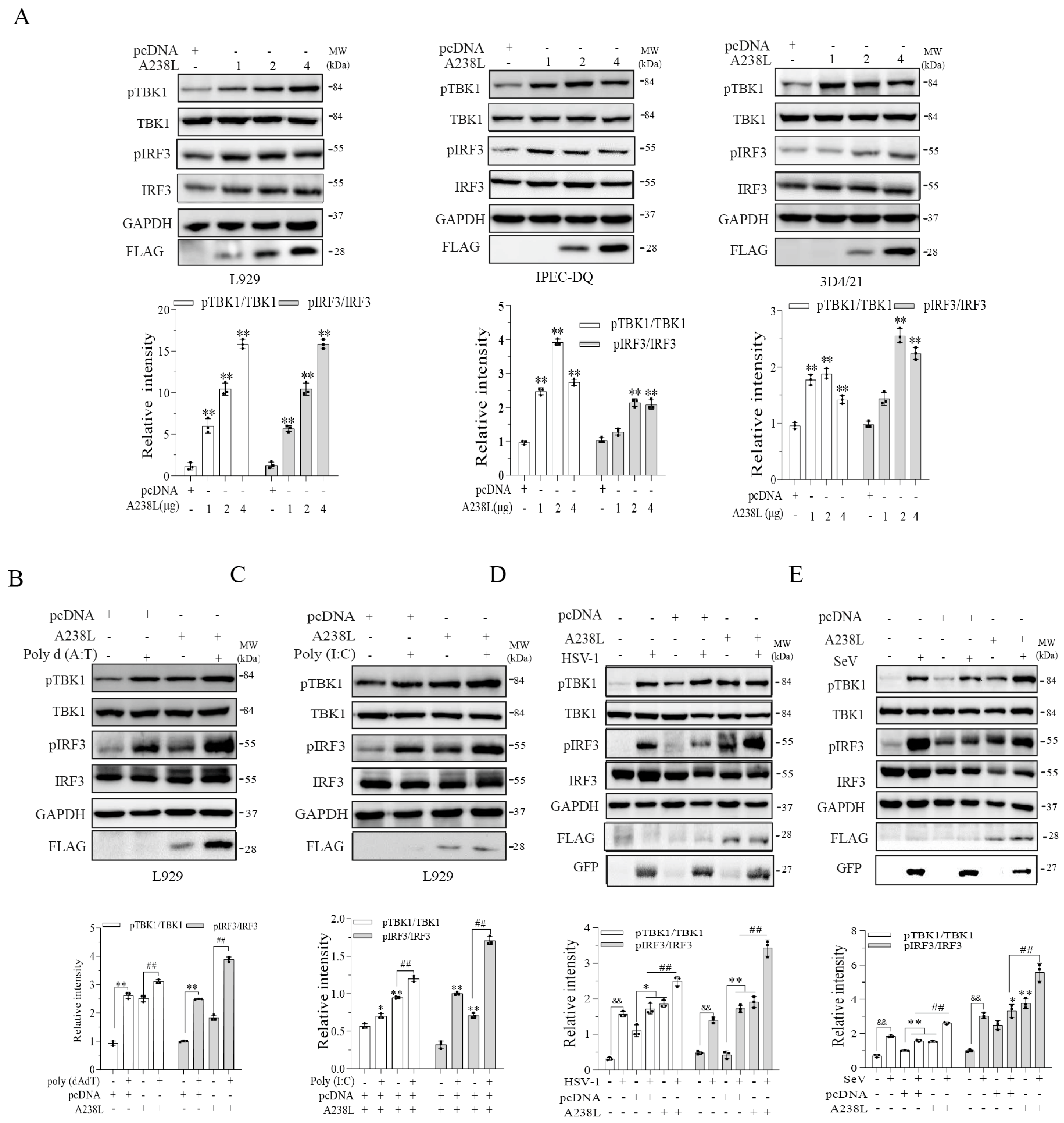 Vetsci 11 00252 g004