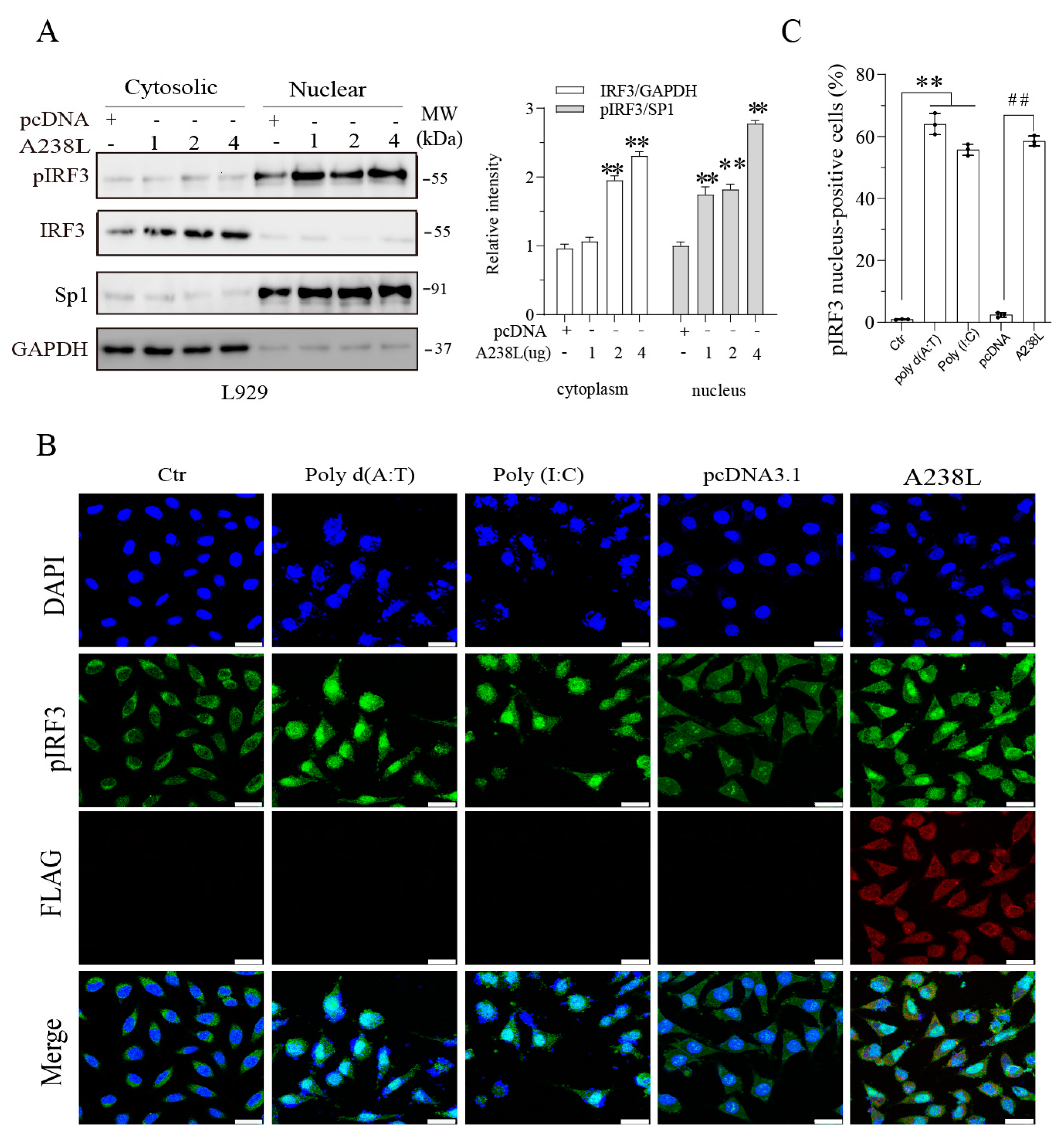 Vetsci 11 00252 g005