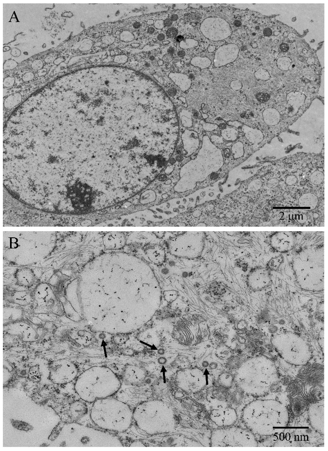 Vetsci 11 00260 g002