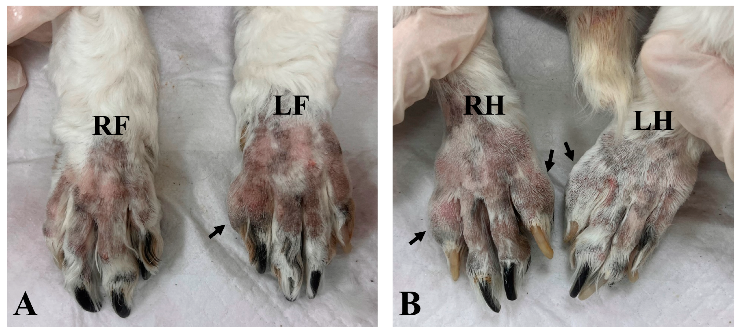 Vetsci 11 00263 g001