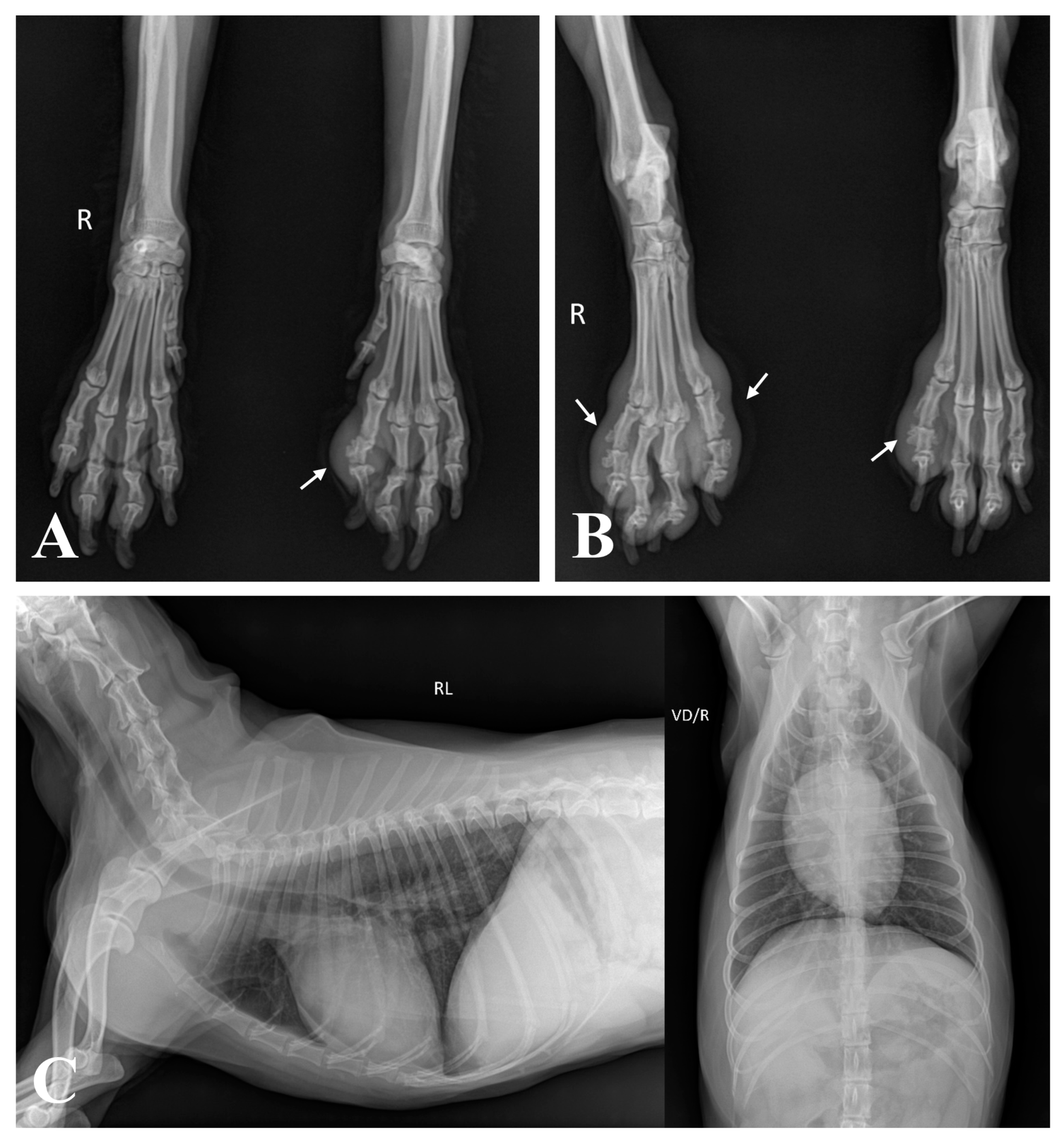 Vetsci 11 00263 g002