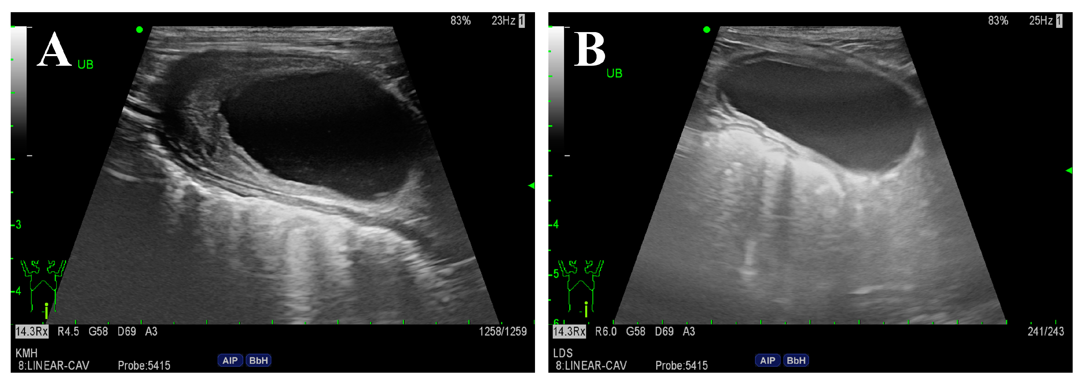 Vetsci 11 00263 g003