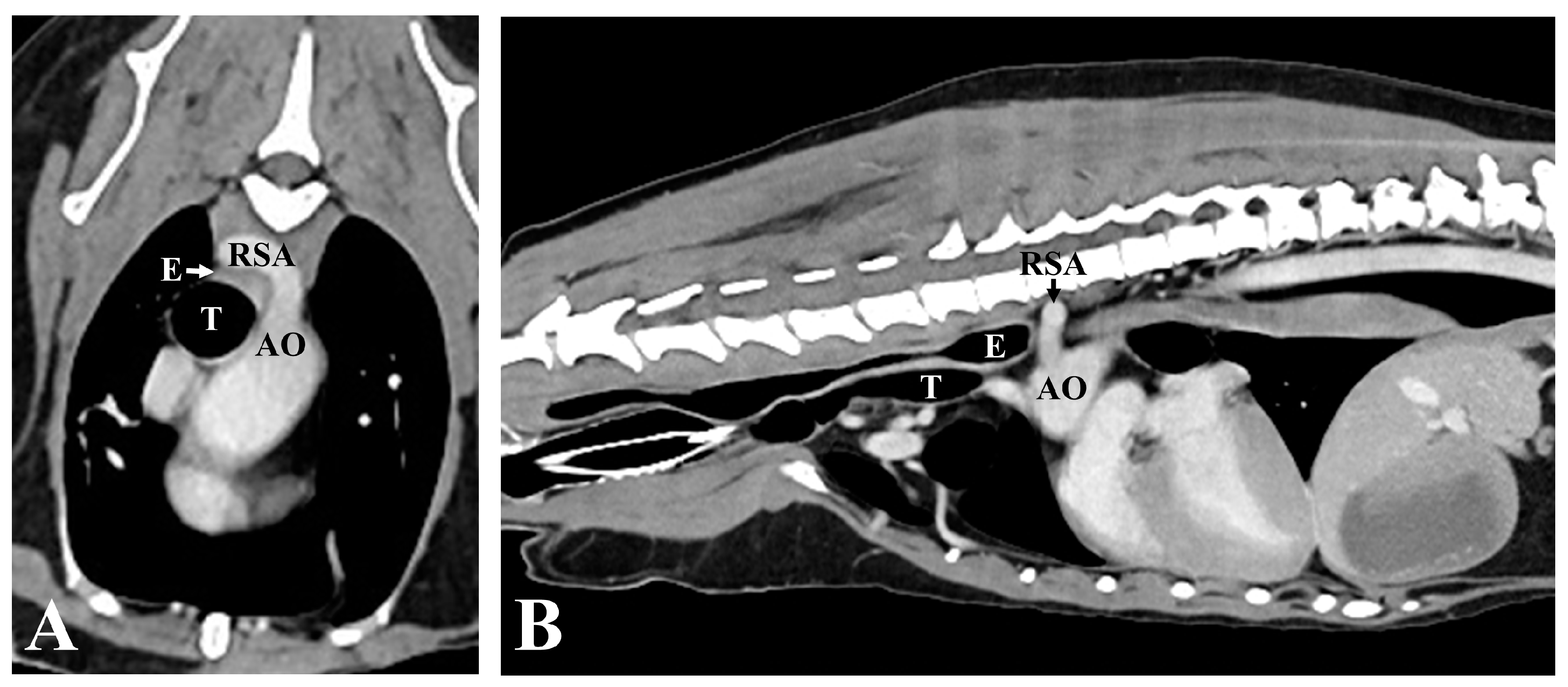 Vetsci 11 00263 g004