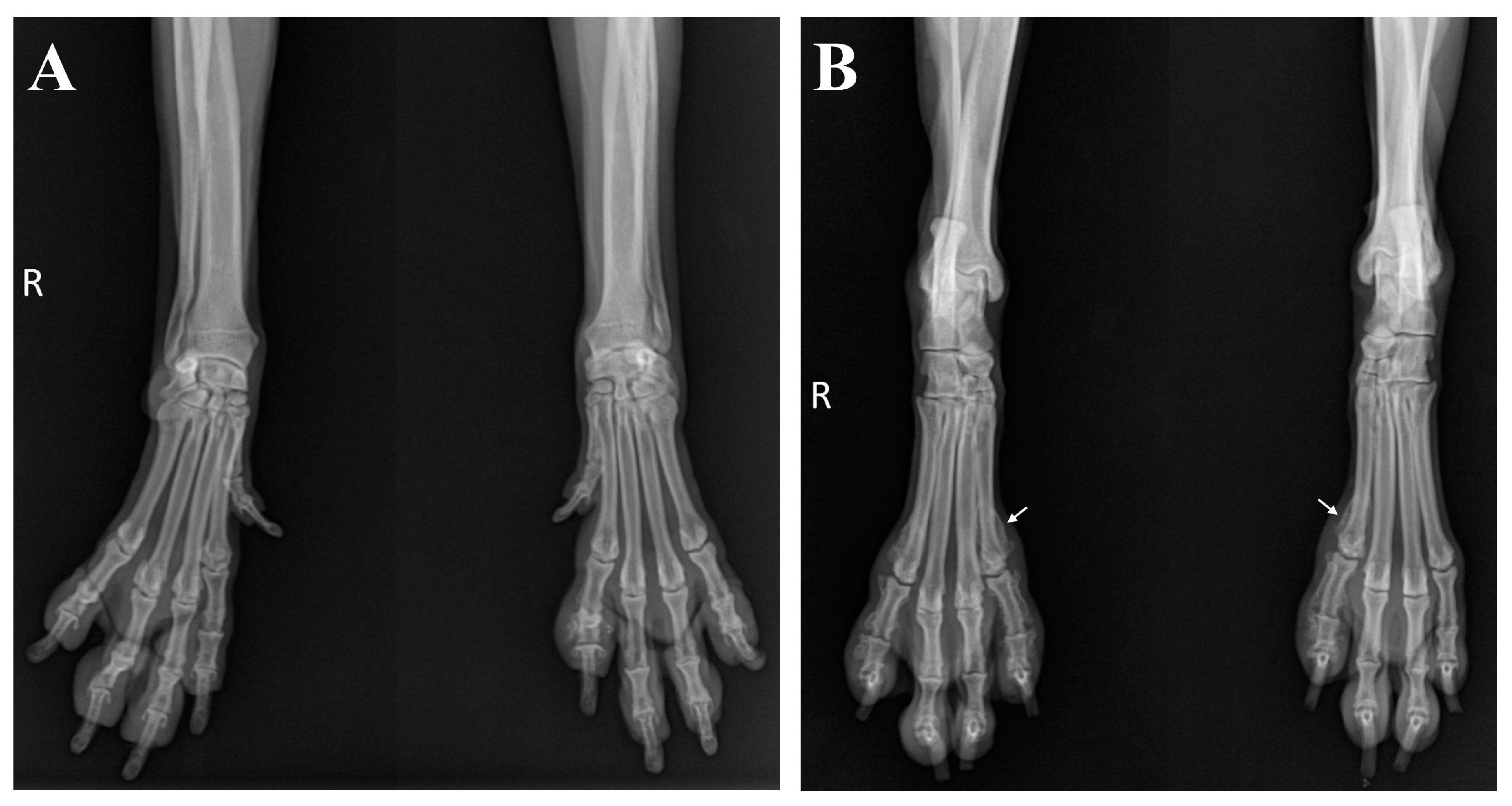 Vetsci 11 00263 g006