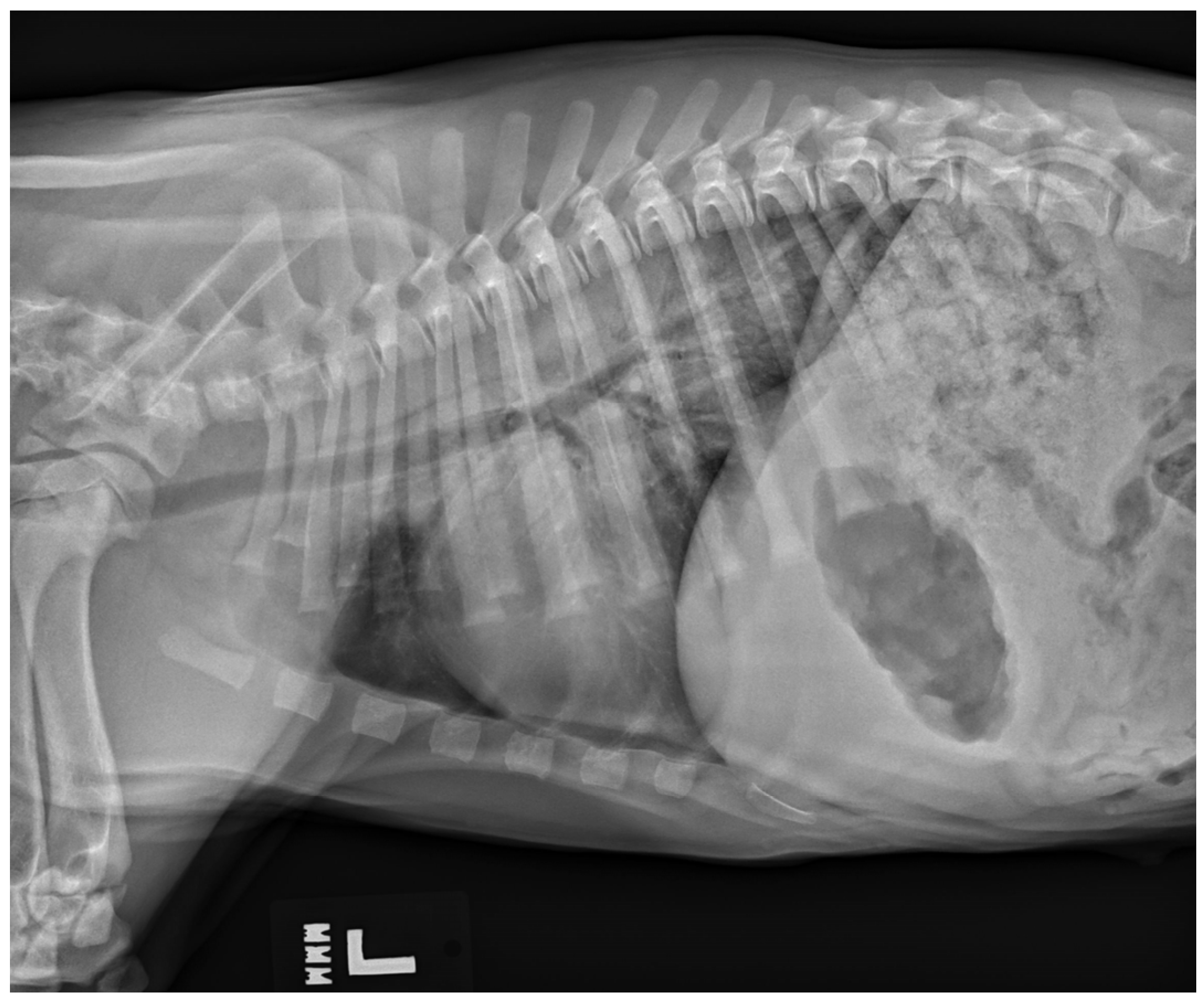 Vetsci 11 00277 g003 Vetsci 11 00277 g003