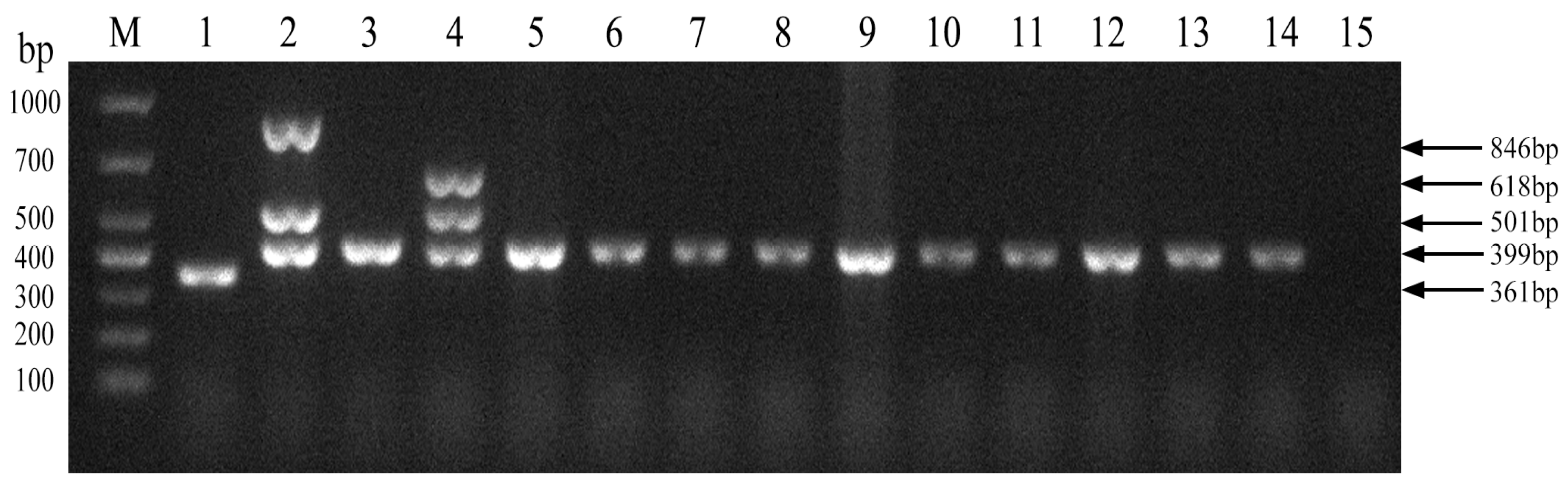 Vetsci 11 00288 g006