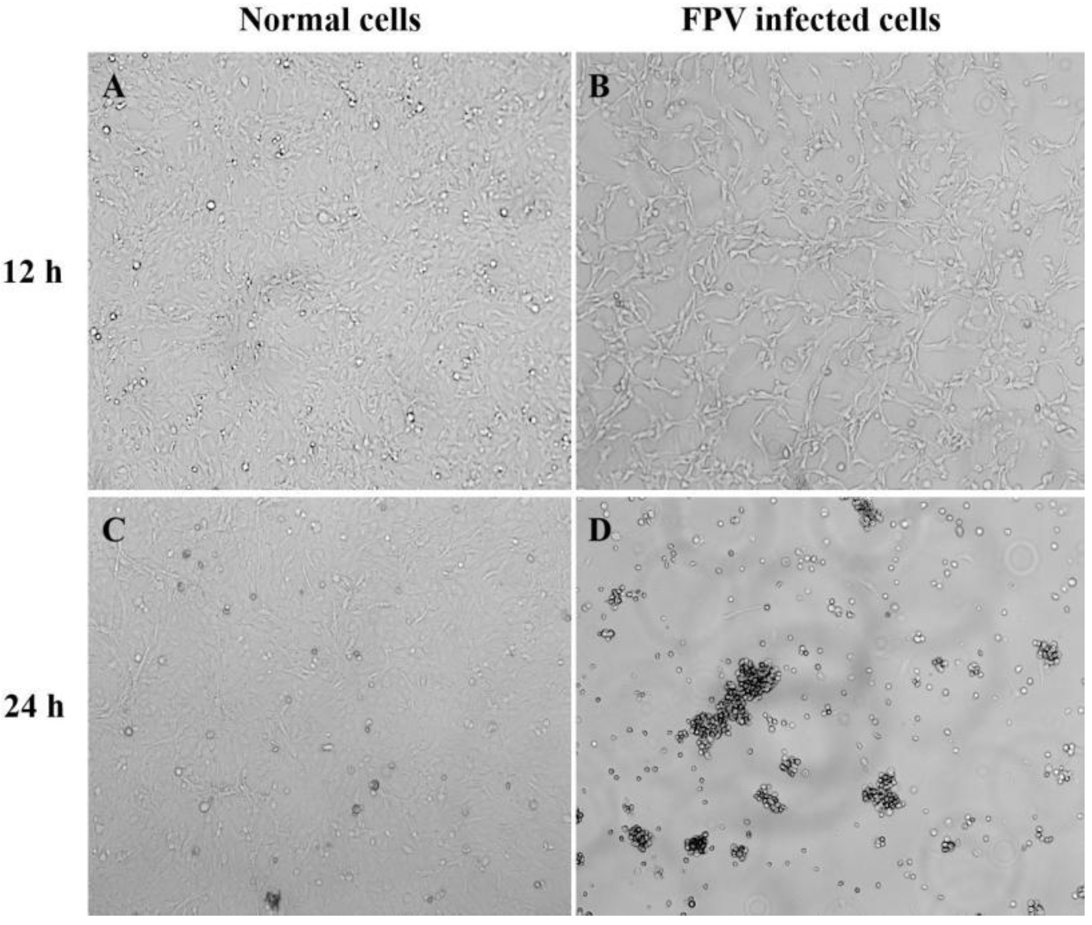 Vetsci 11 00292 g003
