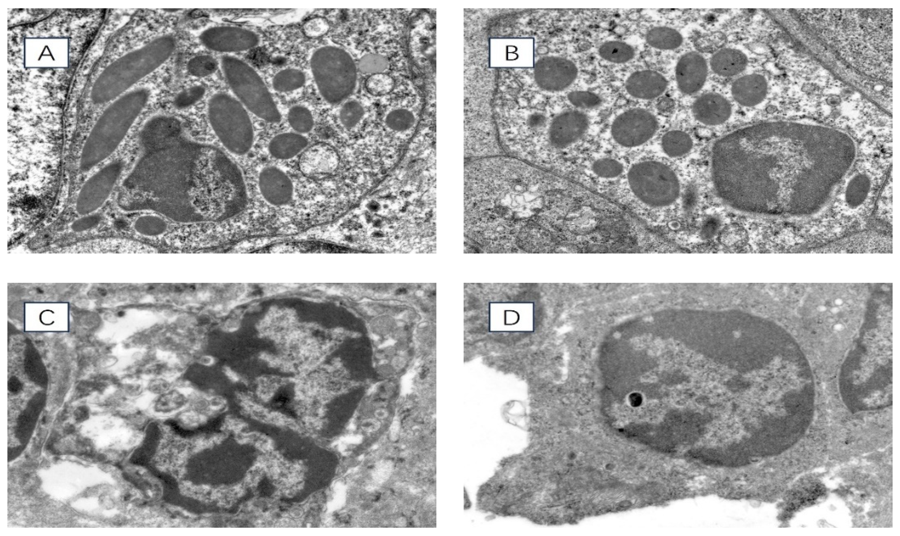 Vetsci 11 00293 g002