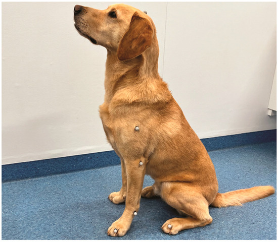 Vetsci 11 00296 g0a1