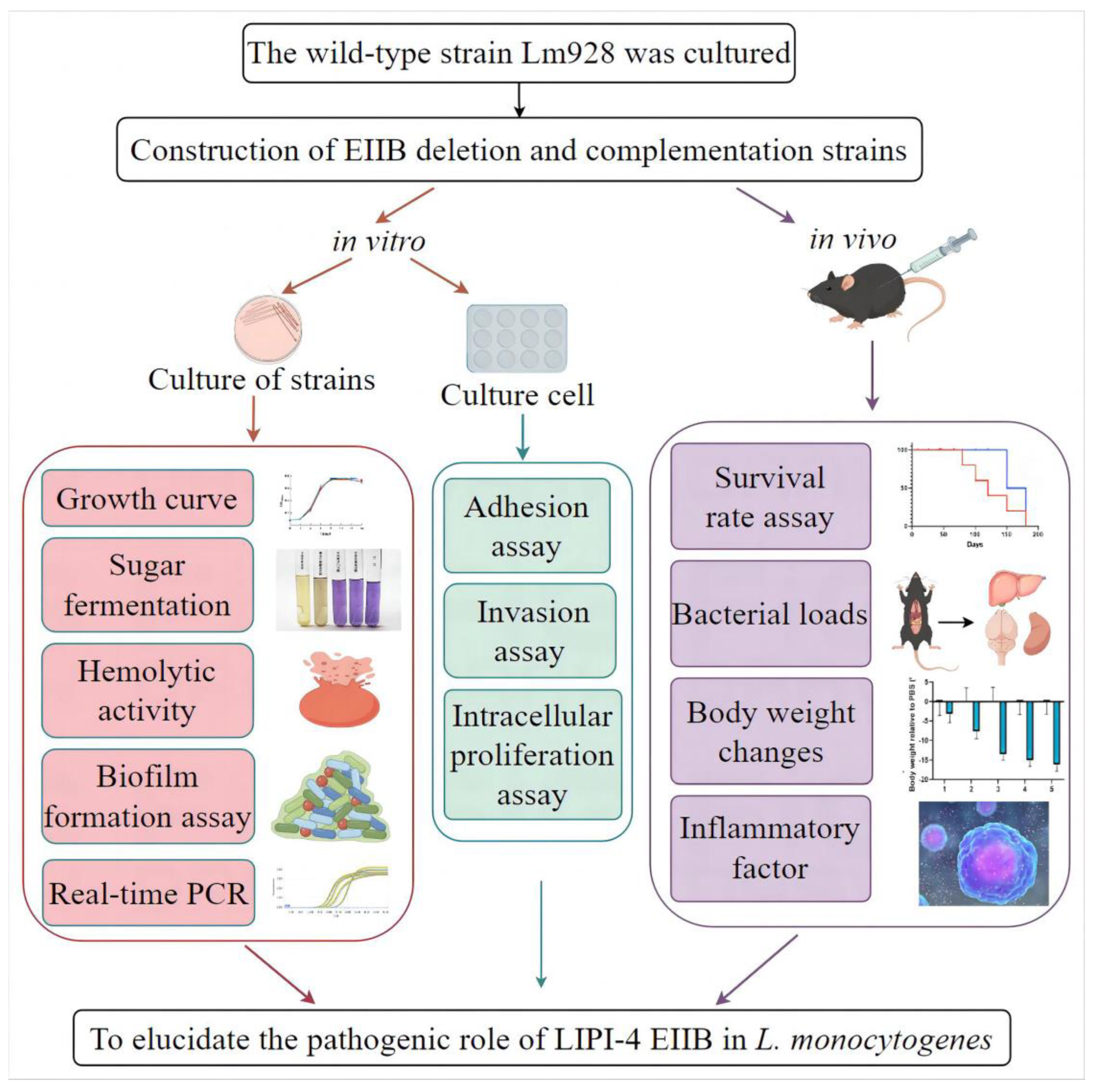 Vetsci 11 00301 g001
