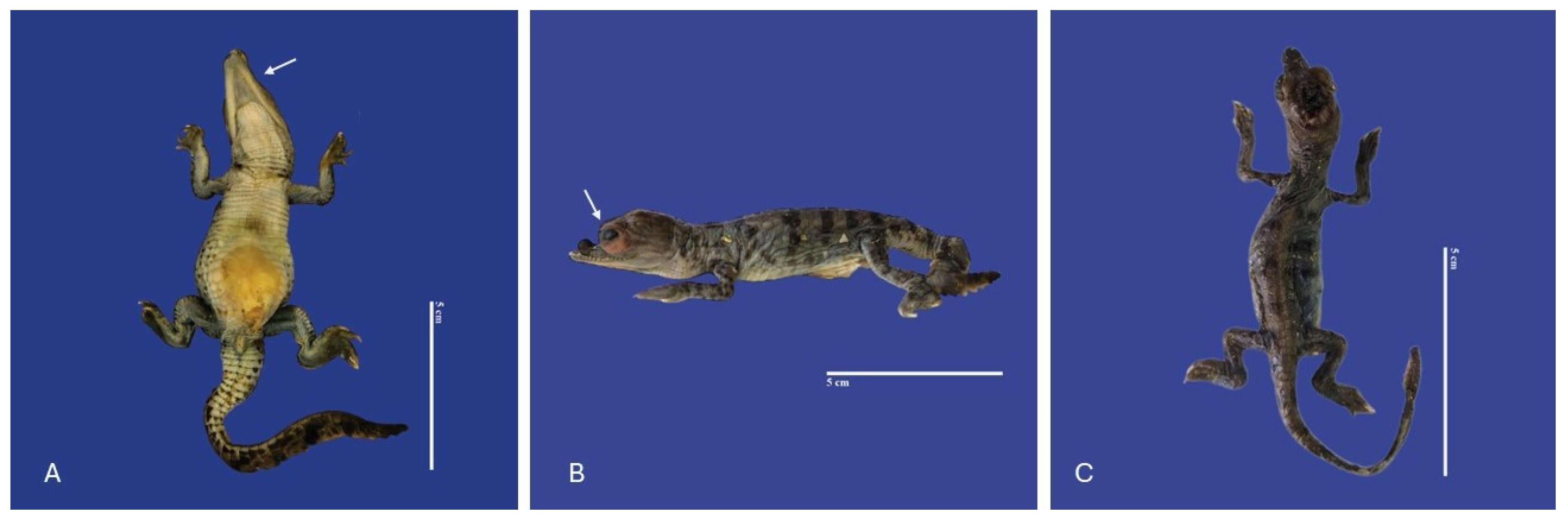 Vetsci 11 00317 g003