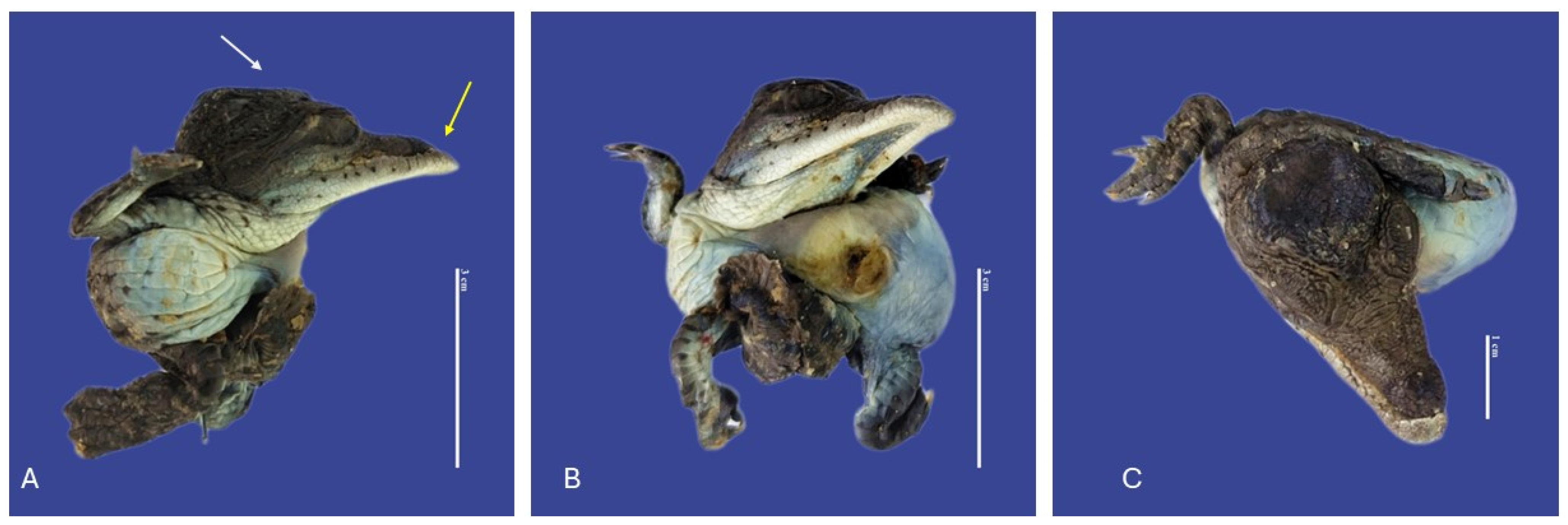 Vetsci 11 00317 g007