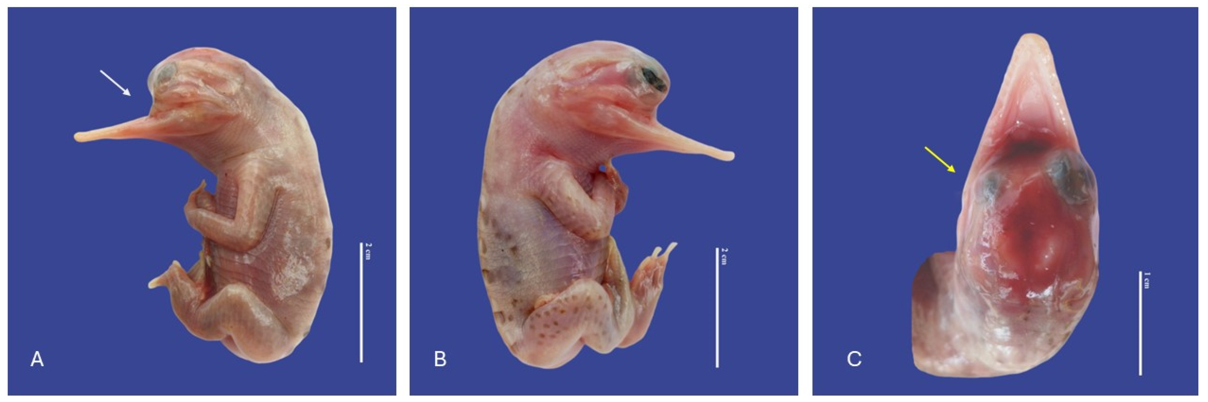 Vetsci 11 00317 g008