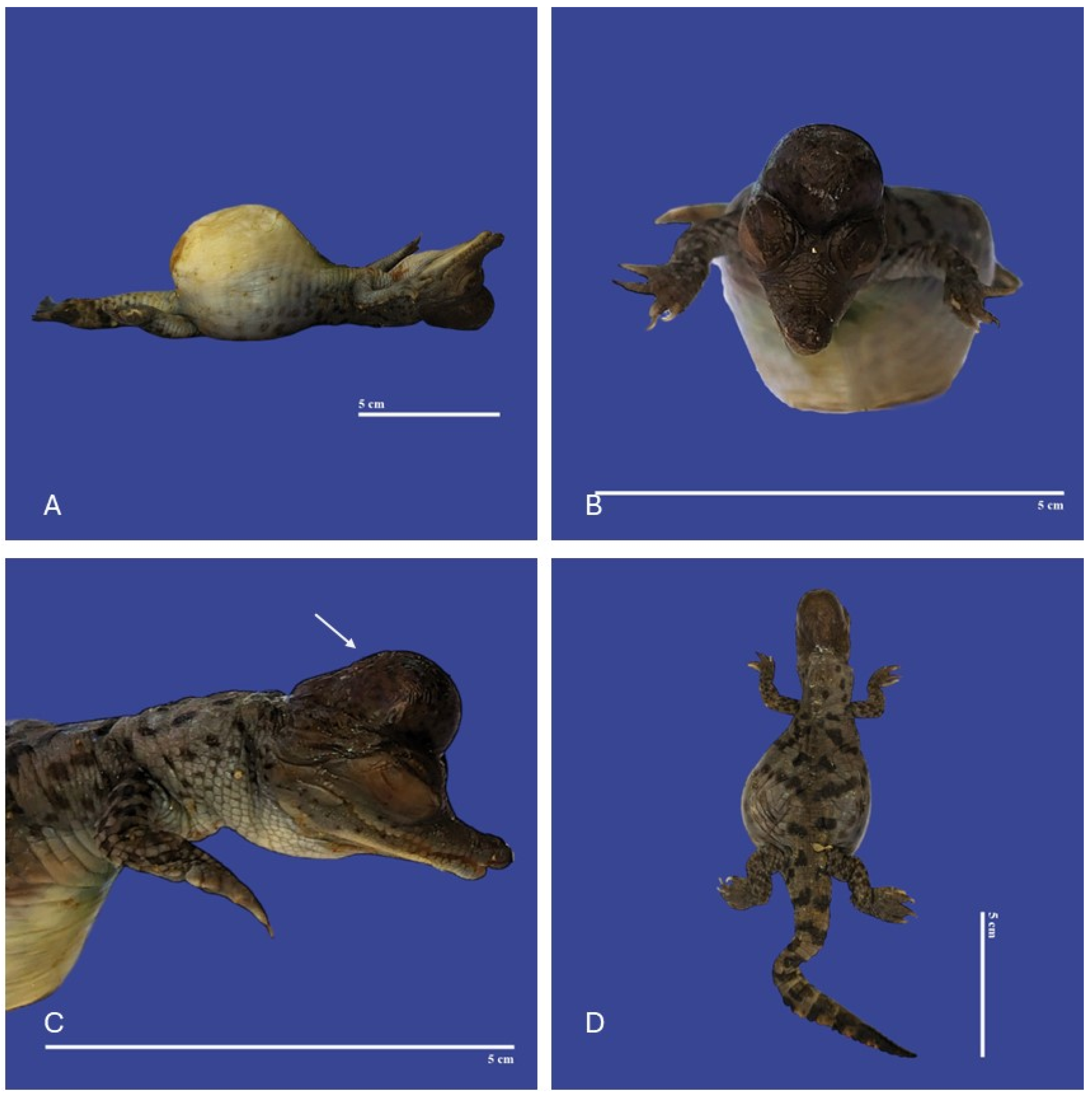 Vetsci 11 00317 g012