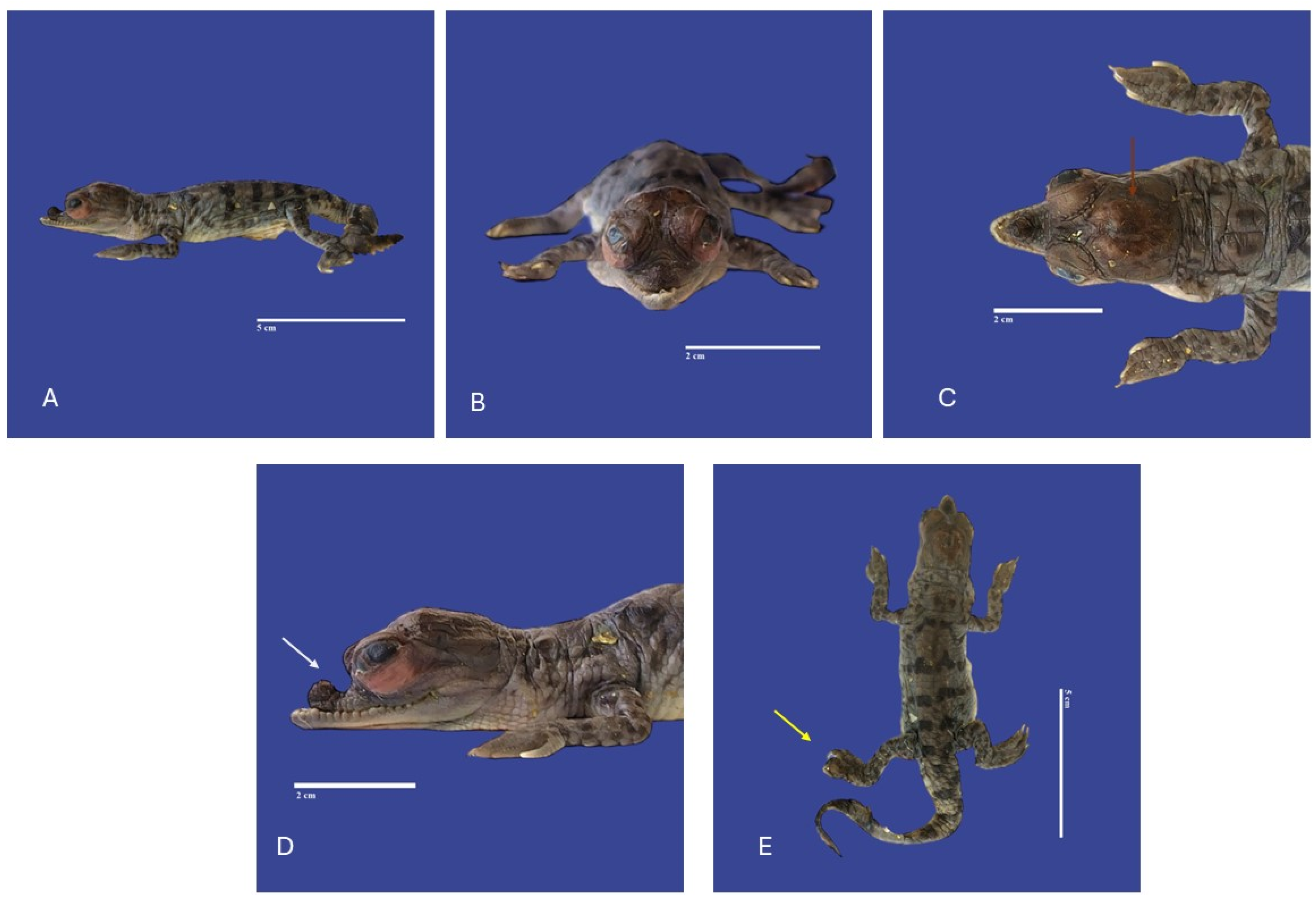 Vetsci 11 00317 g013