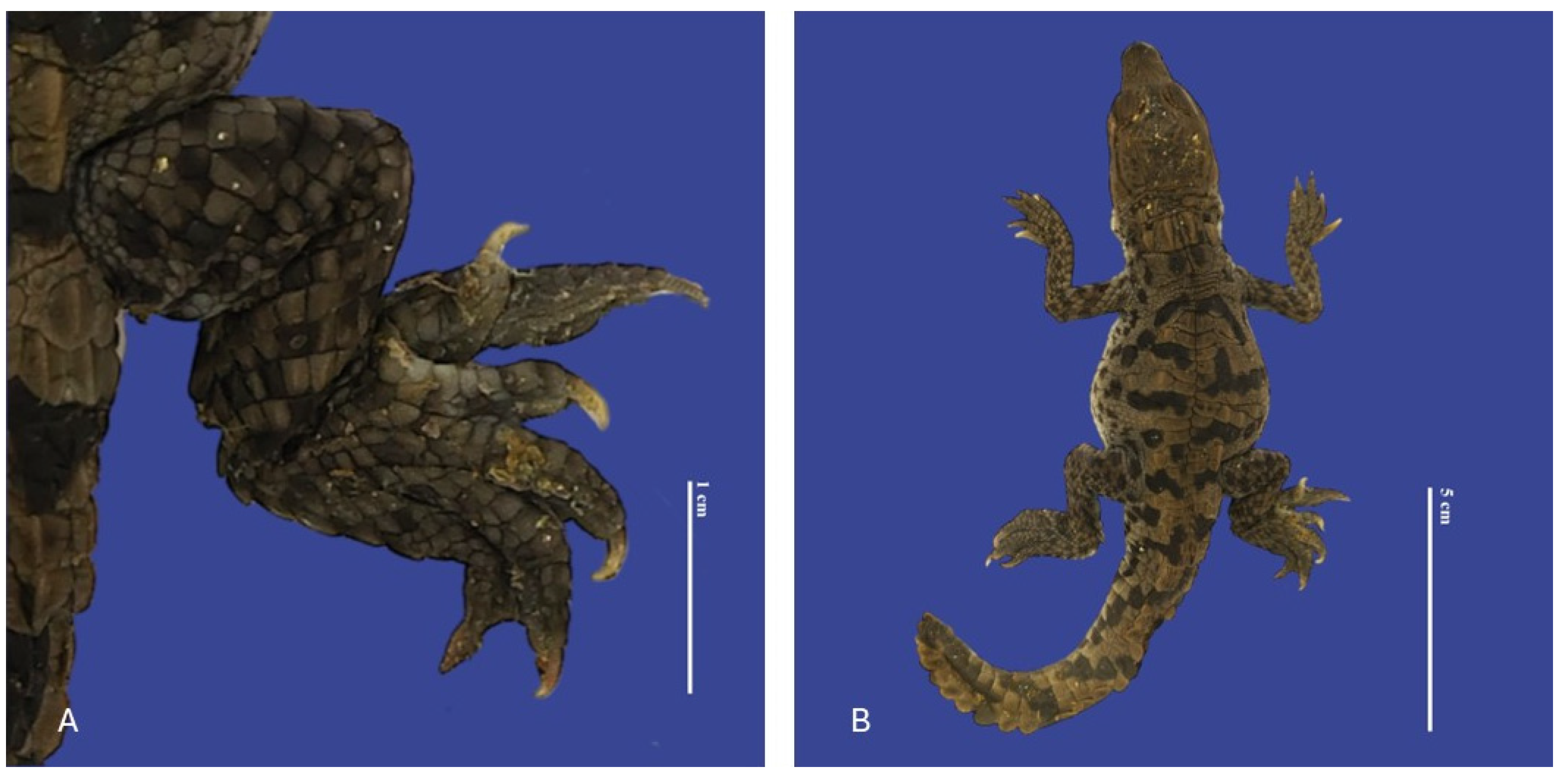 Vetsci 11 00317 g014