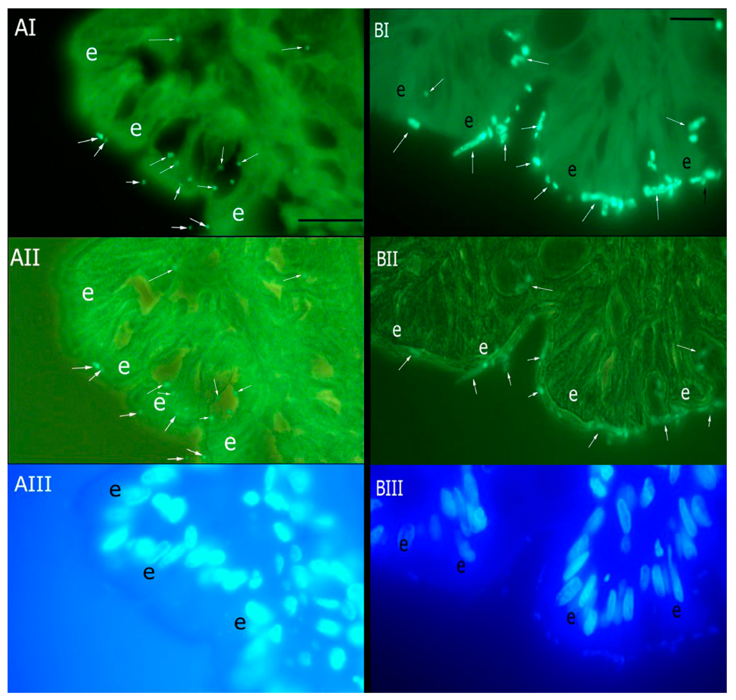 Vetsci 11 00319 g001 Vetsci 11 00319 g001
