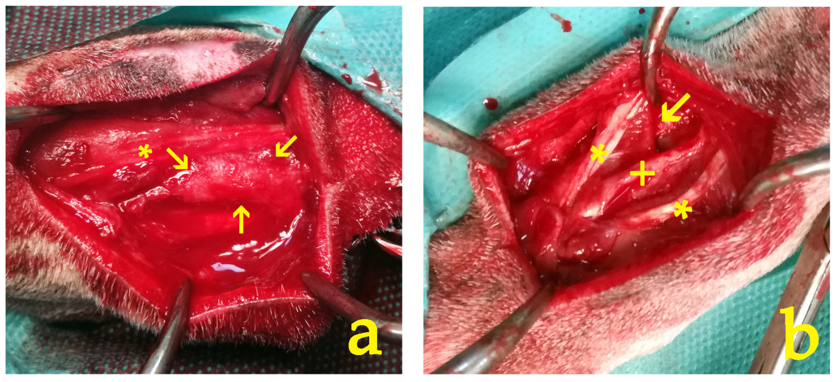 Vetsci 11 00343 g009