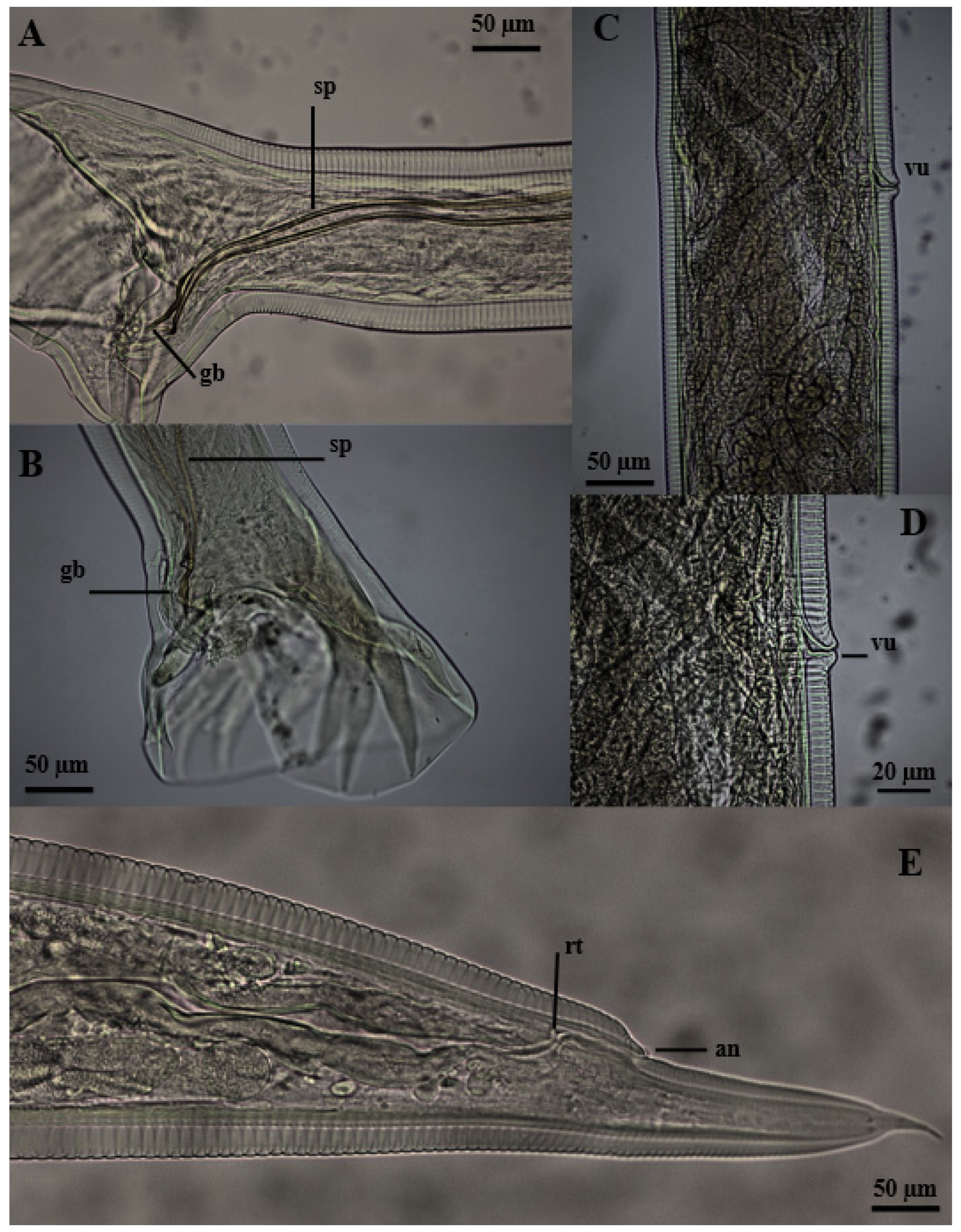 Vetsci 11 00370 g002