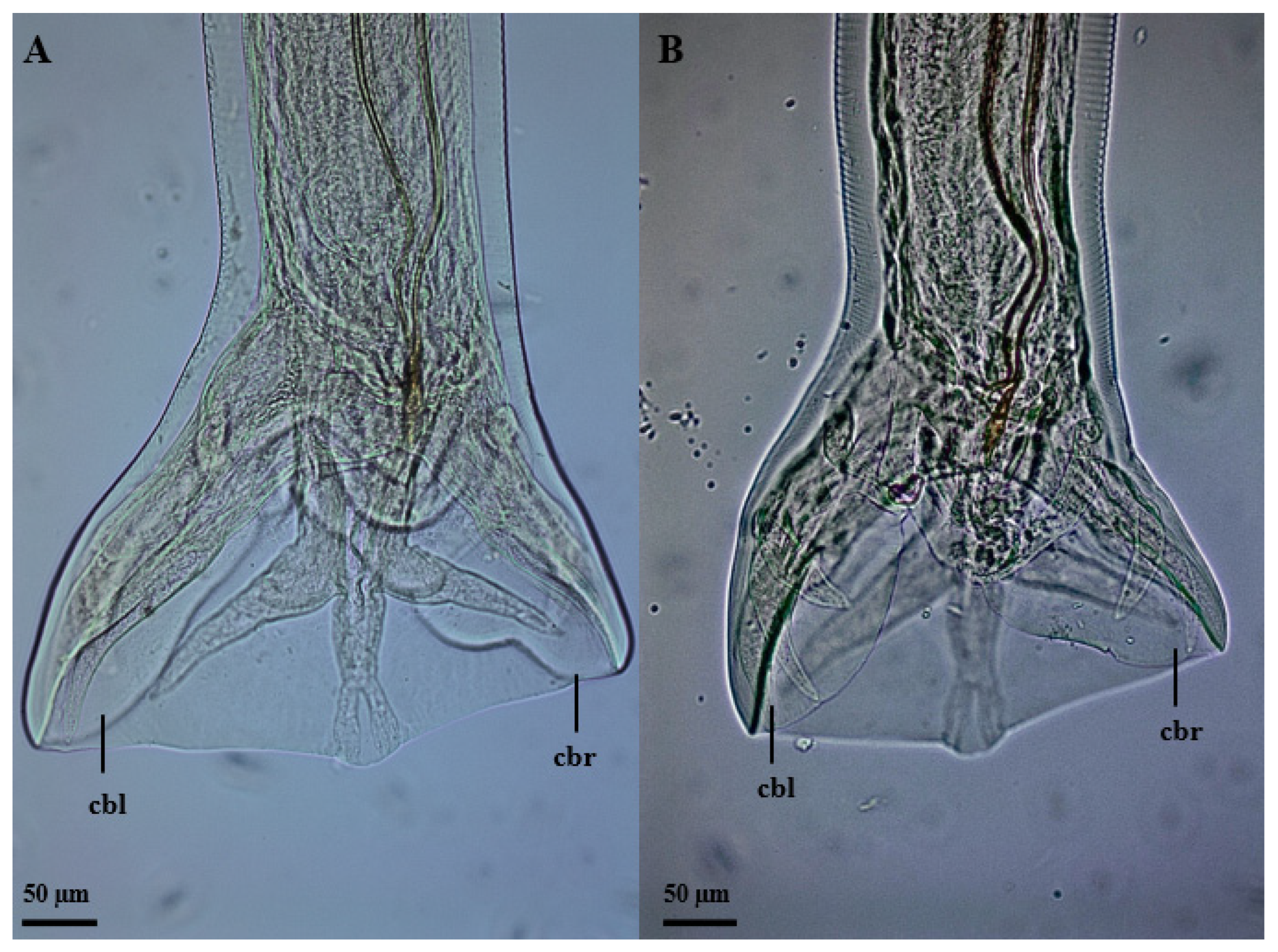 Vetsci 11 00370 g003